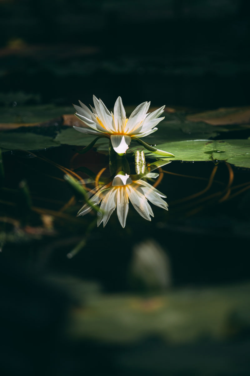 水面に沈む茎と反映する花が重なる睡蓮の写真素材 ぱくたそ