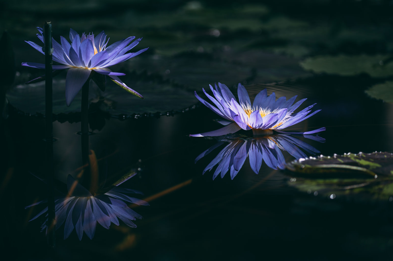 「水面に映る二つ並んだ紫色の睡蓮」の写真