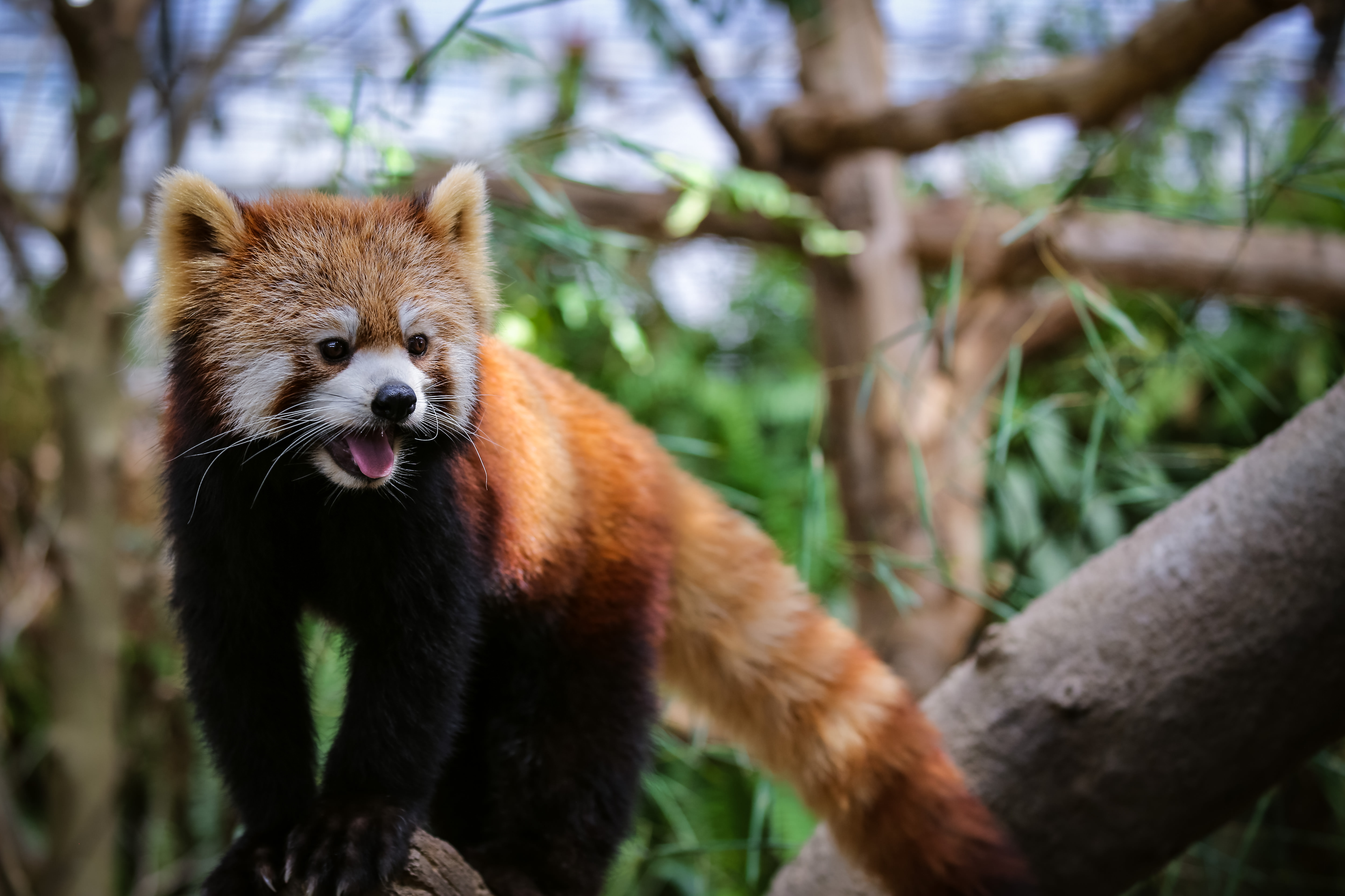 口を開けて威嚇するレッサーパンダの写真素材 ぱくたそ