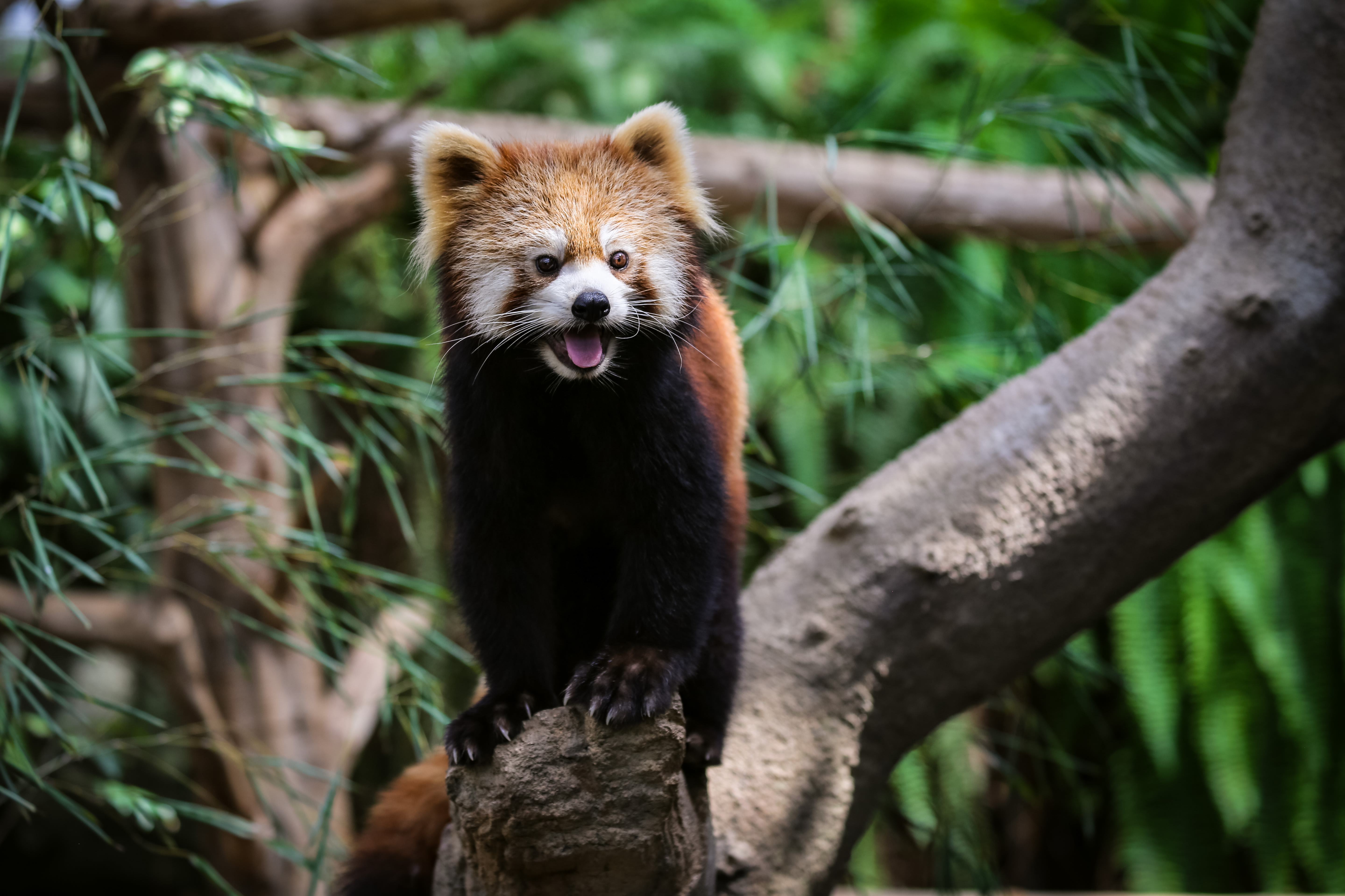 木の上で叫ぶレッサーパンダの写真素材 ぱくたそ