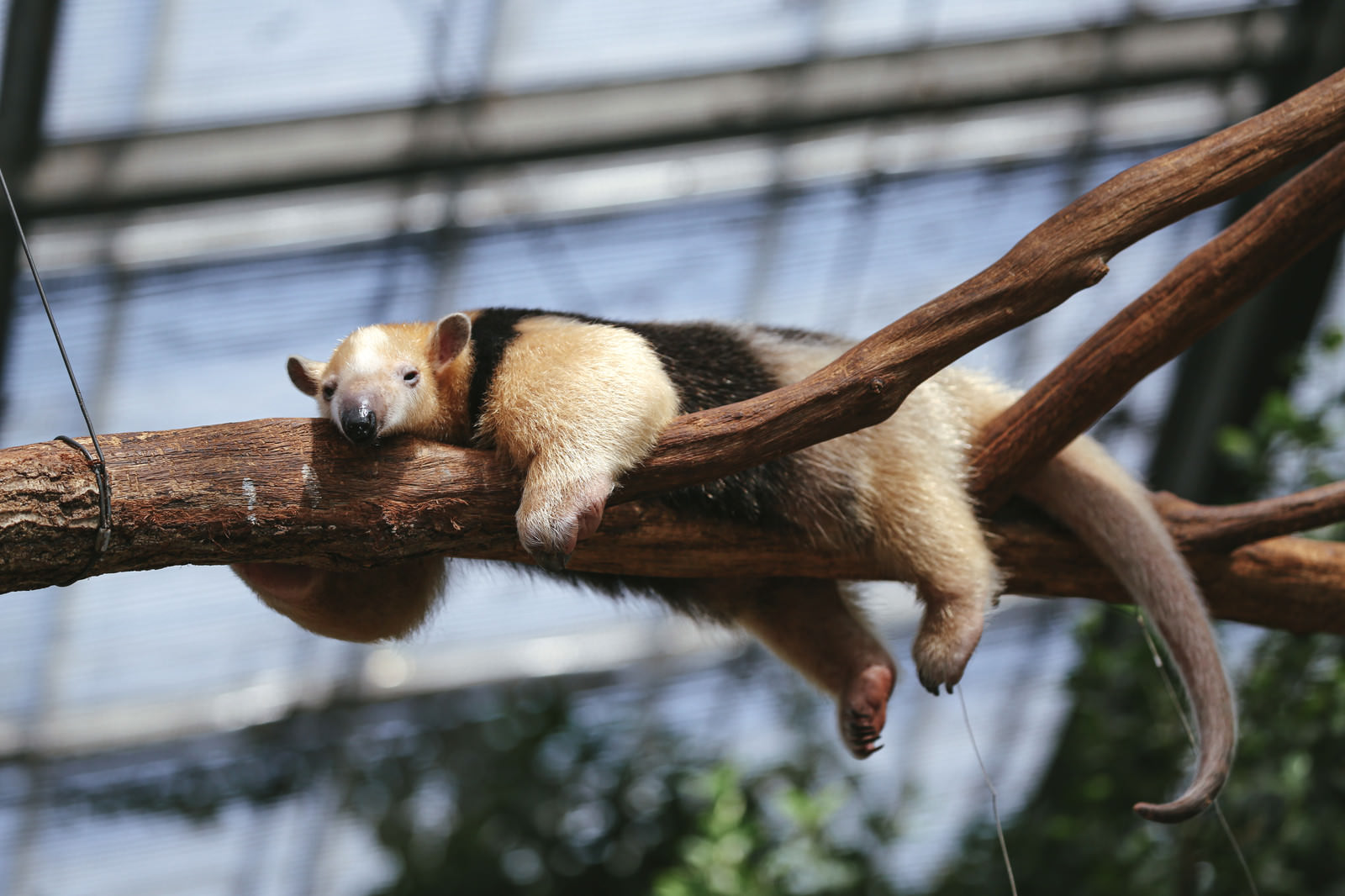 「木の上で昼寝するミナミコアリクイ」の写真