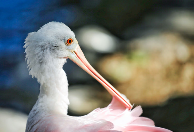 ピンクの鳥 shikun103119_TP_V4.jpg