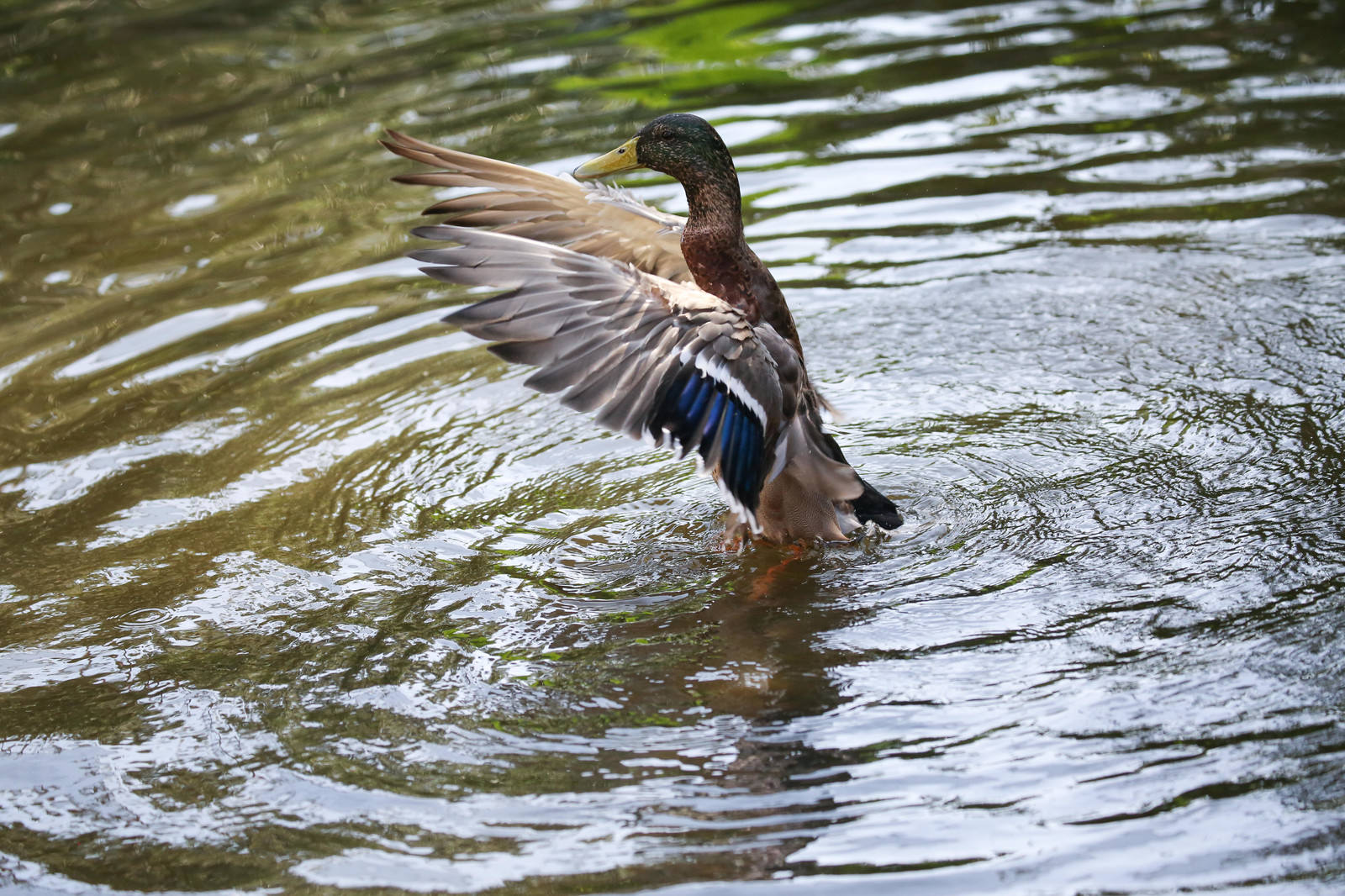 「水面でバタバタするカモ」の写真