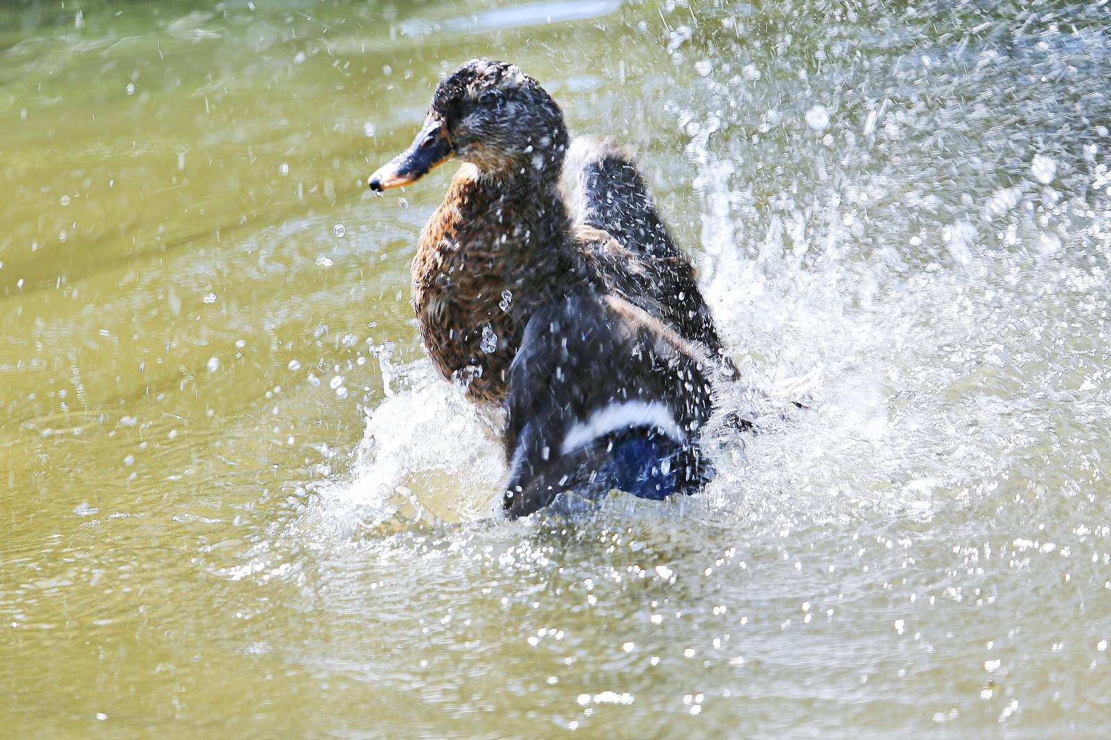 鳥のカテゴリに関連する写真素材 フリー素材 233枚 ぱくたそ