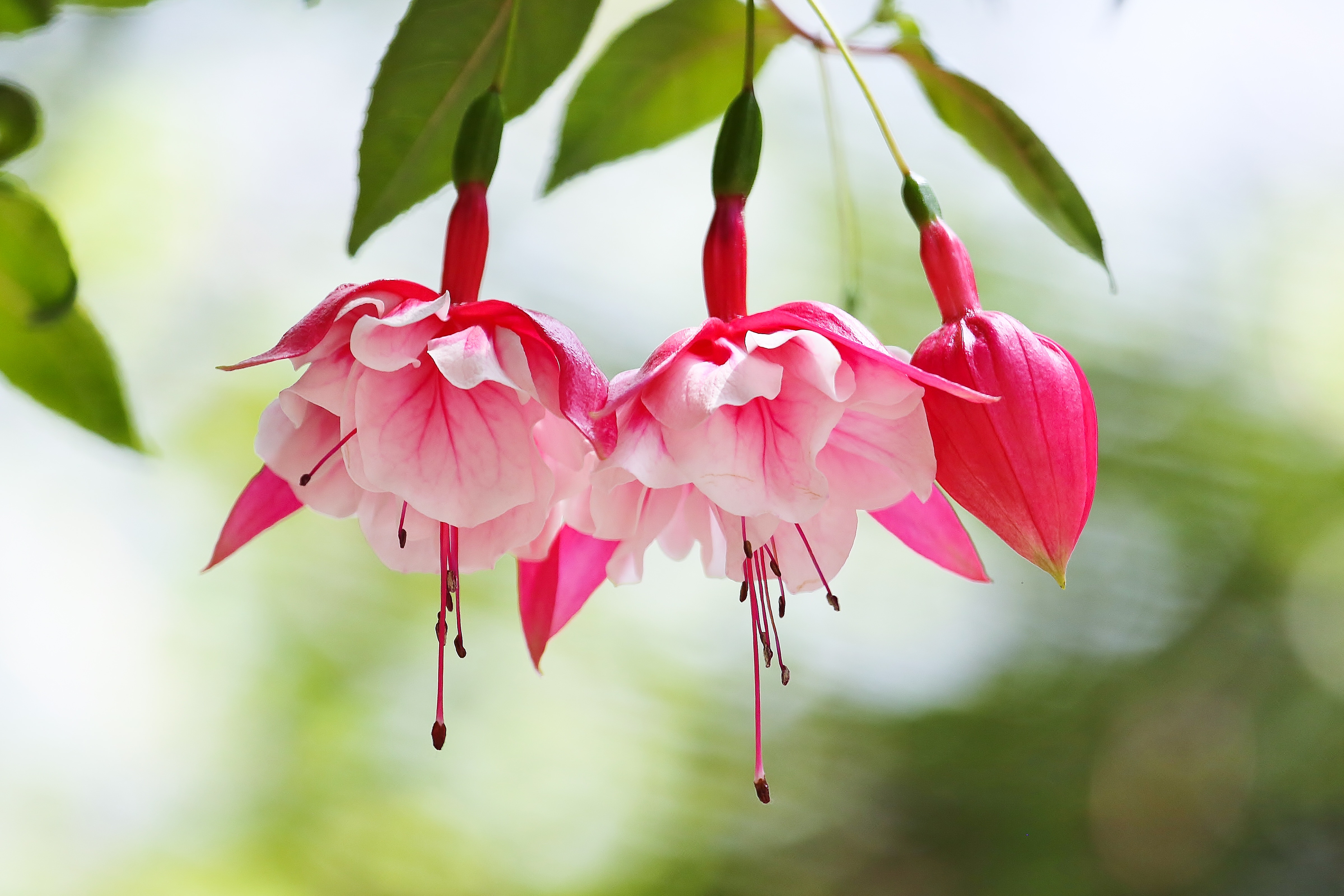 開花を始めたフクシアの花のフリー素材 ぱくたそ 開花を始めたフクシアの花のフリー素材 ぱくたそ
