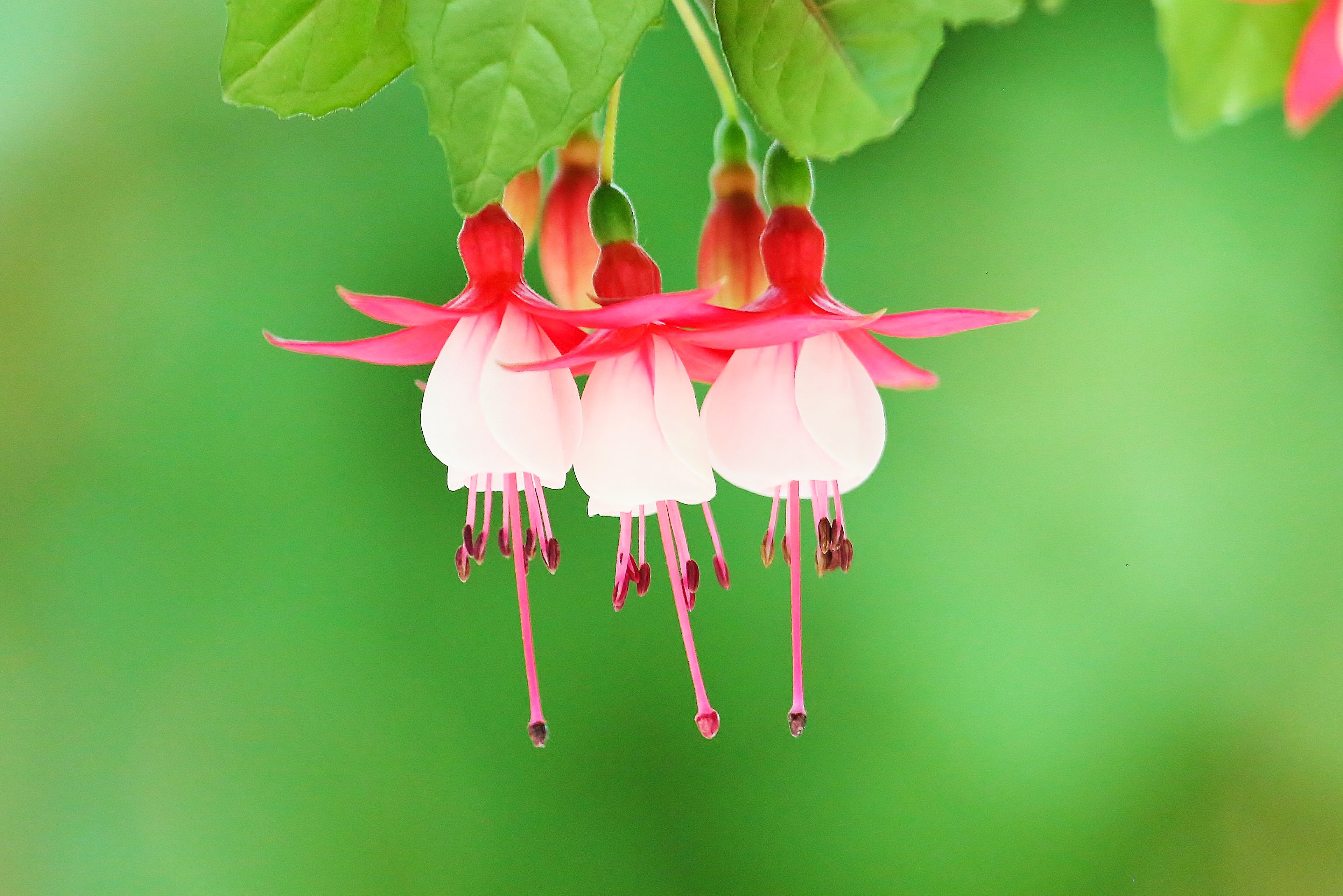 下向きに咲くフクシアの花の写真素材 ぱくたそ