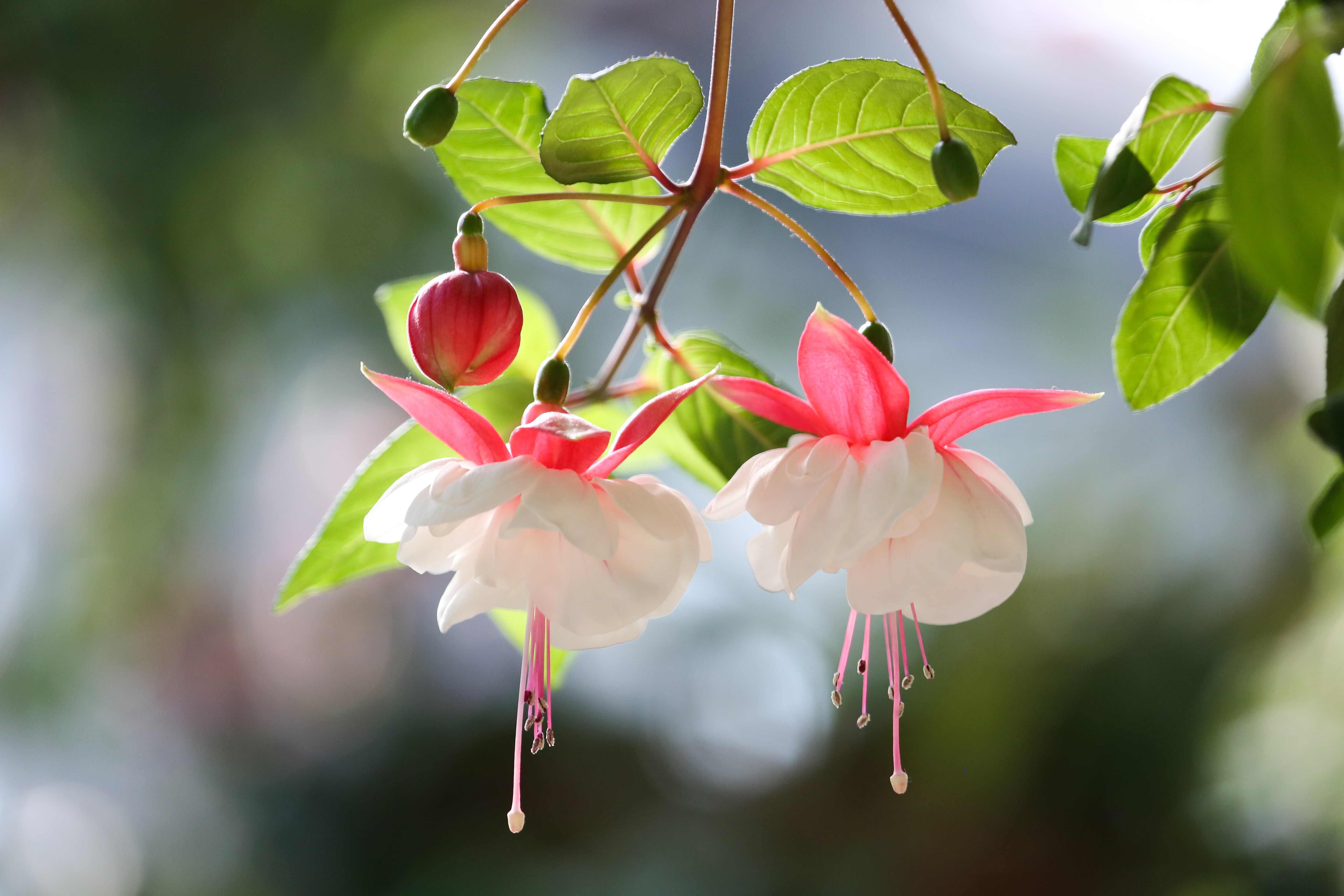提灯のように開花したフクシアの写真を無料ダウンロード フリー素材 ぱくたそ 提灯のように開花したフクシアの写真を無料ダウンロード フリー素材 ぱくたそ