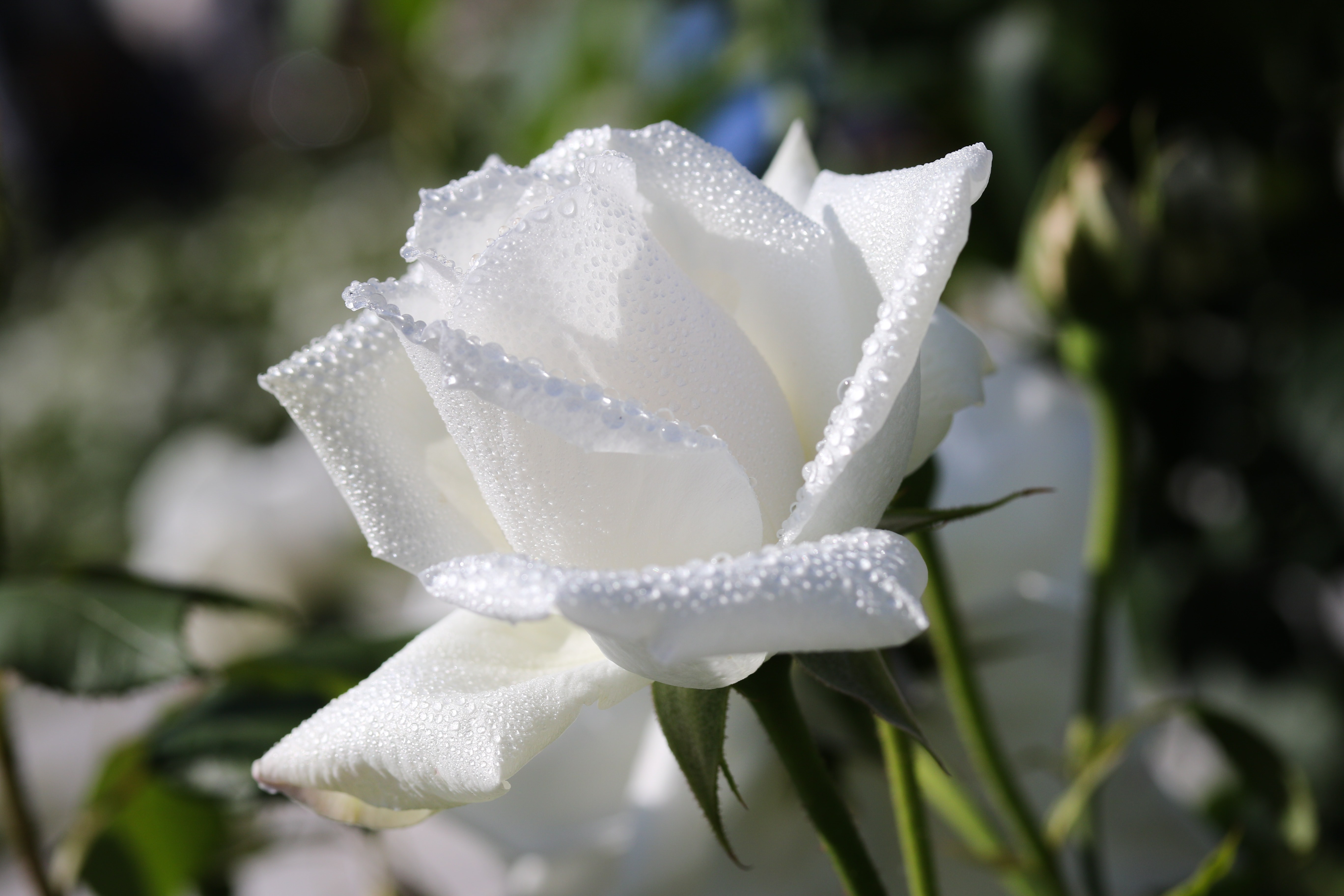 水滴に覆われた白薔薇の写真素材 ぱくたそ