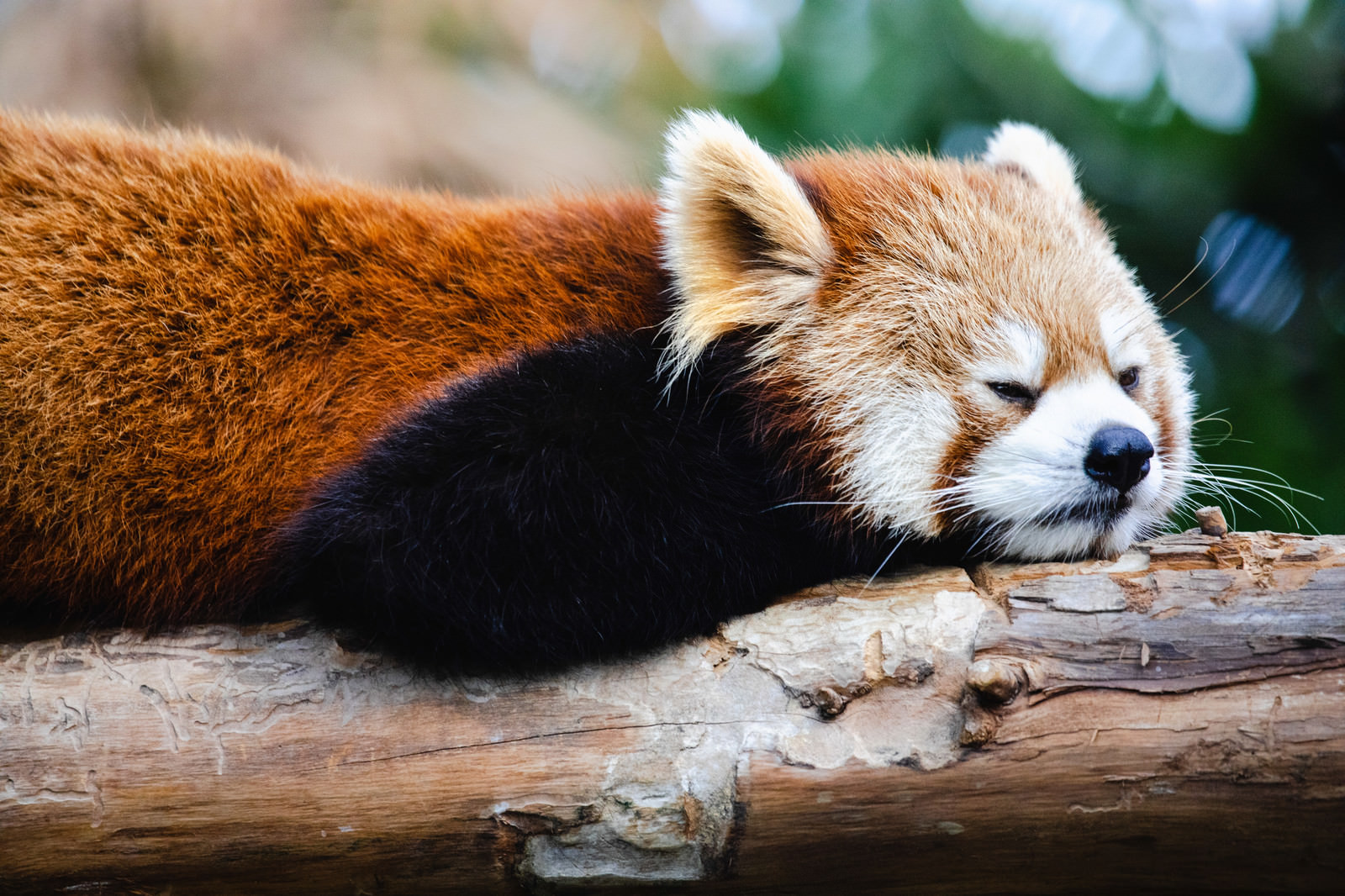 「ふて寝するレッサーパンダ」の写真