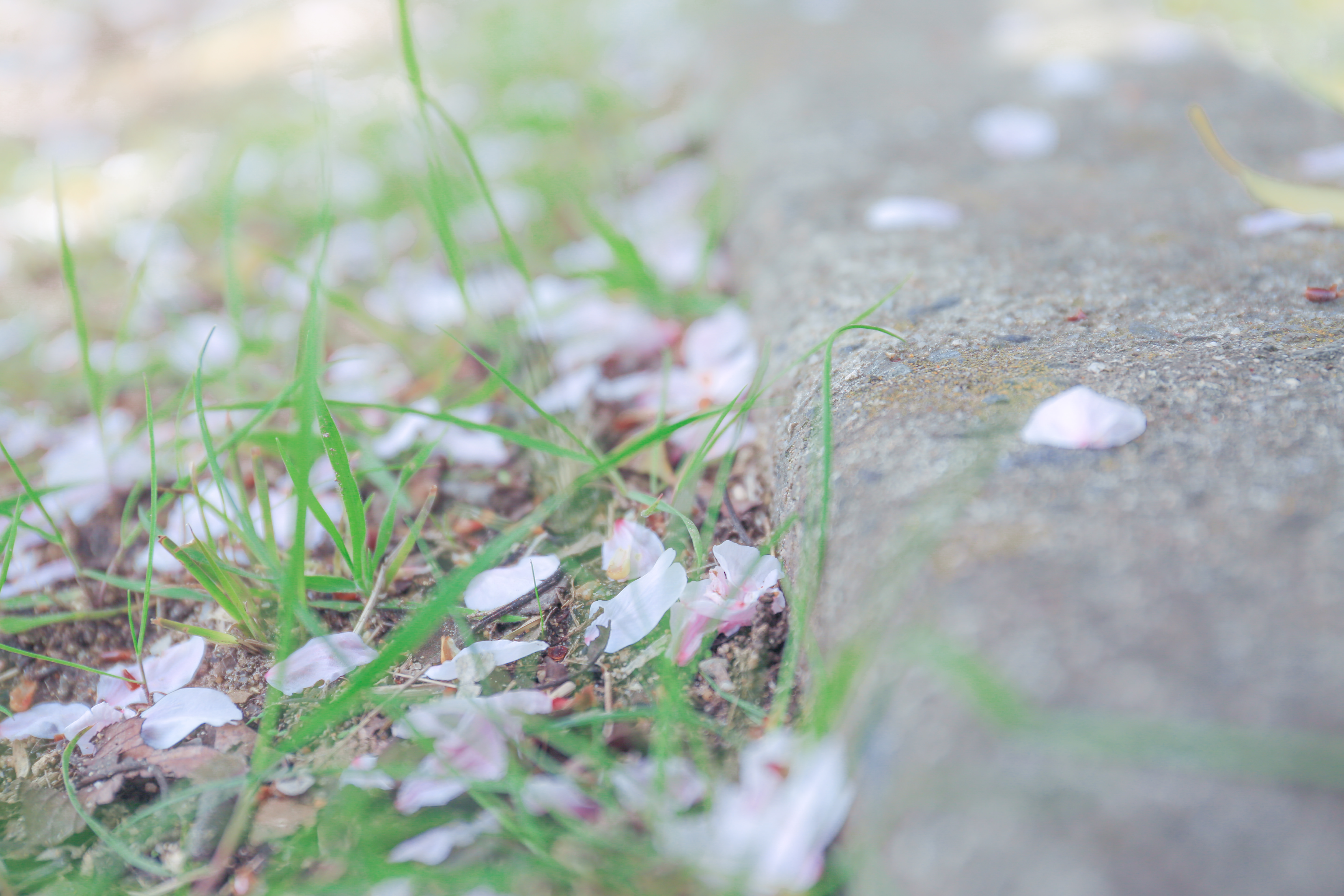 地面に落ちた桜の花びらの写真を無料ダウンロード フリー素材 ぱくたそ