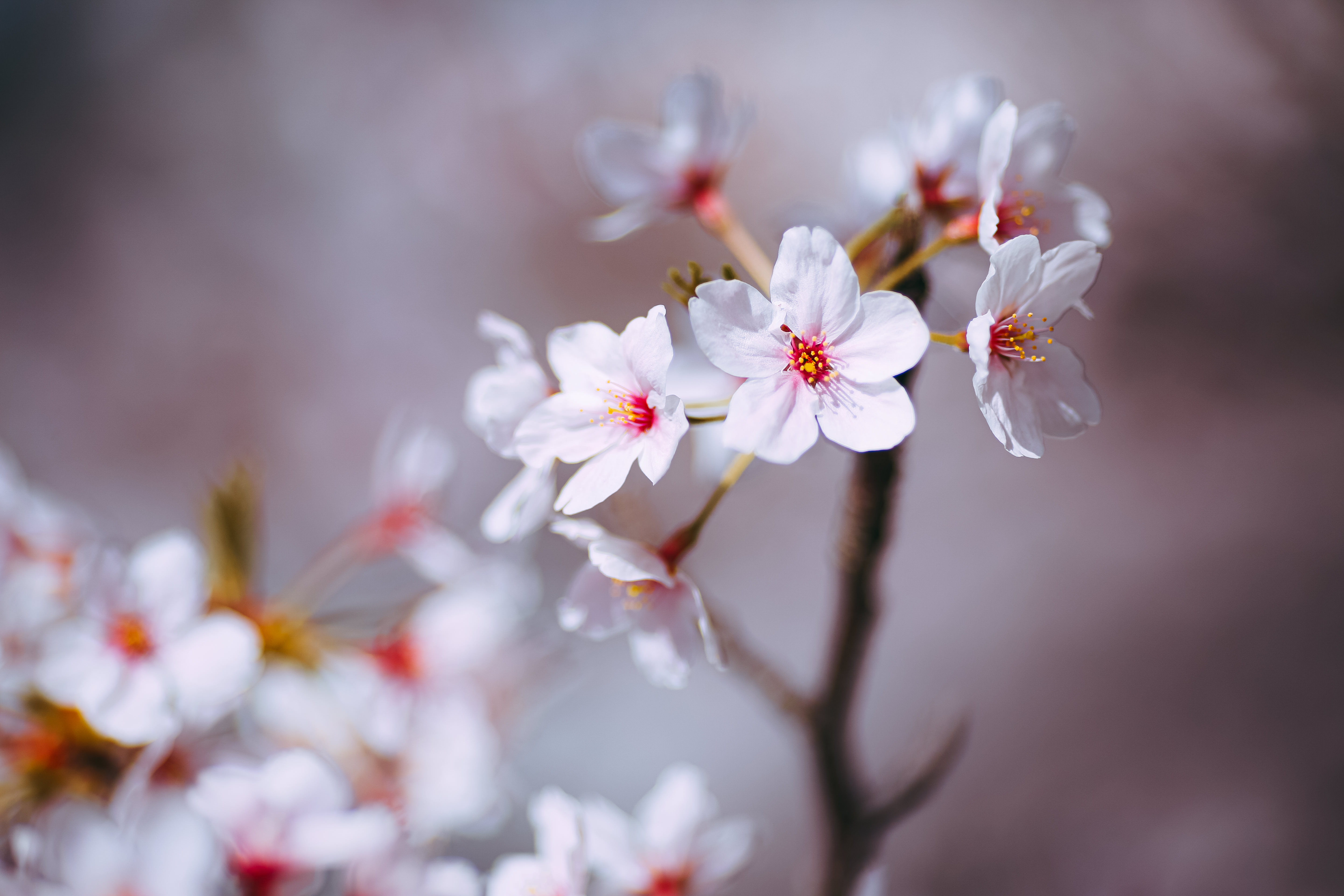 桜が咲く季節の写真素材 ぱくたそ