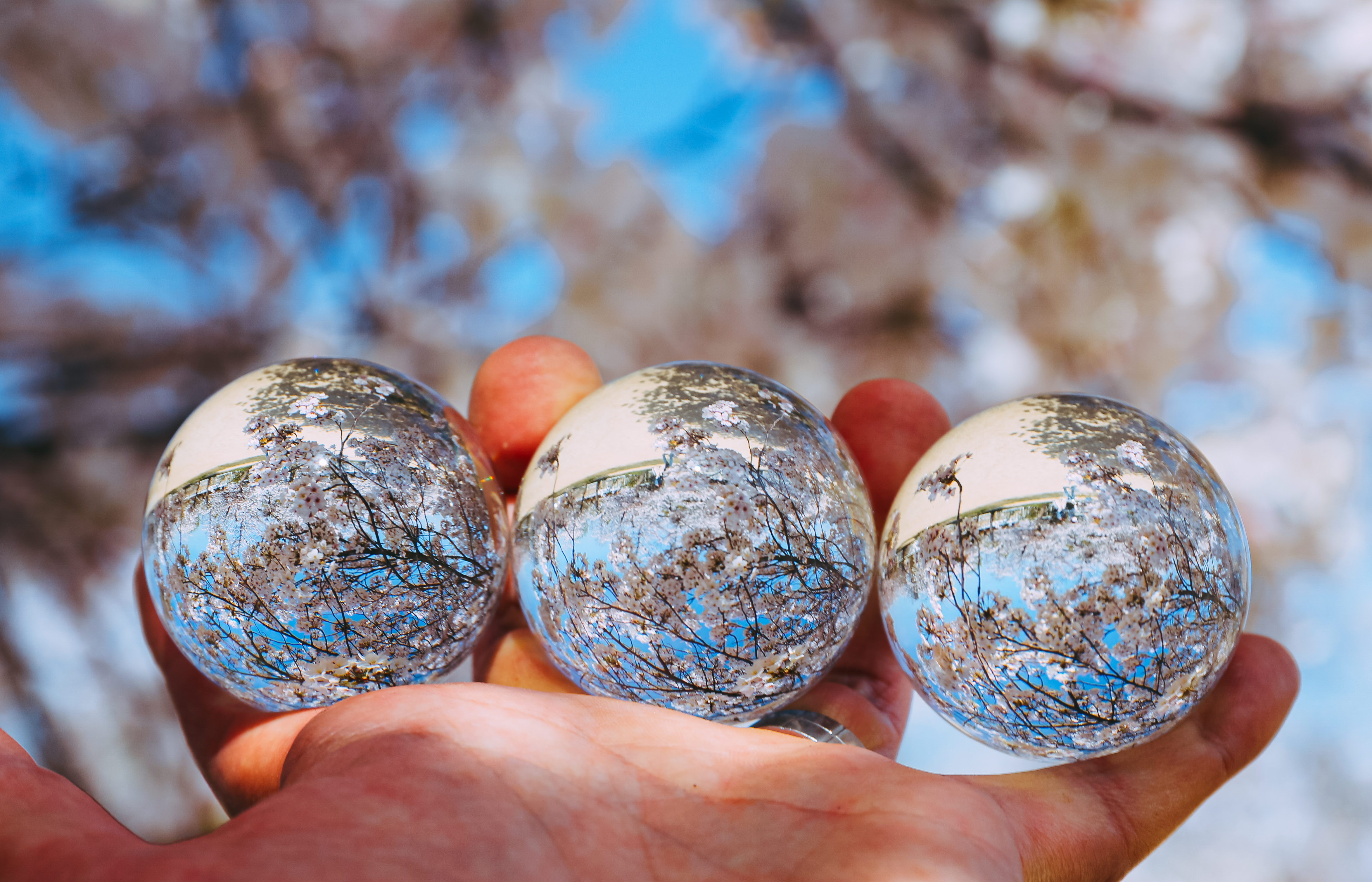 三つのガラス玉に詰め込んだ満開の桜の写真素材 ぱくたそ