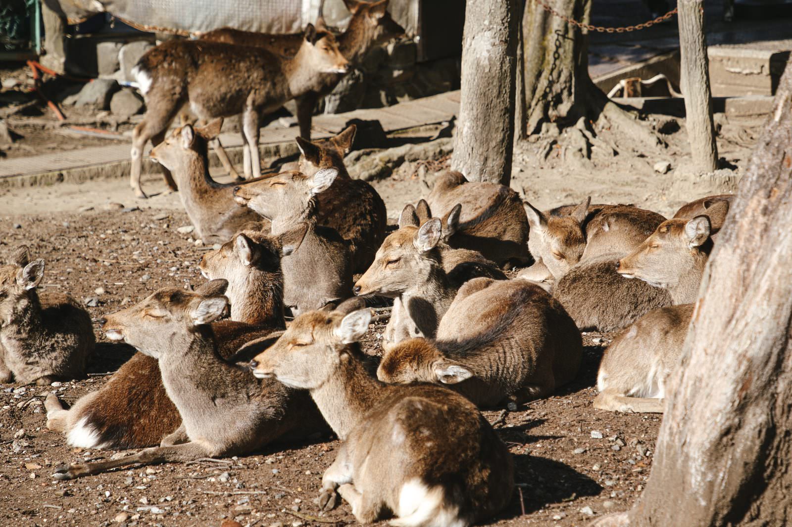 「日向ぼっこする鹿の群れ」の写真