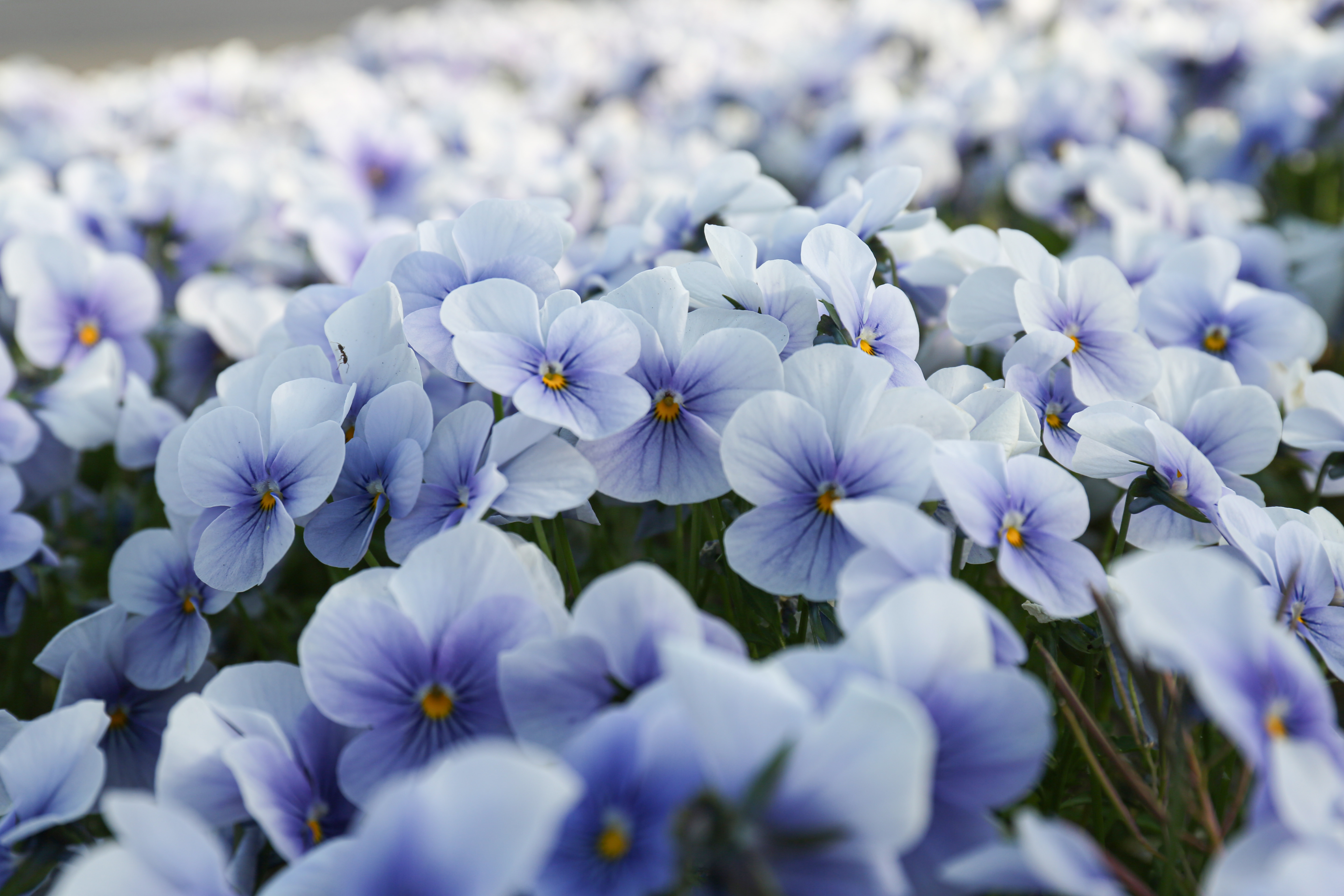 花壇に咲くビオラの写真を無料ダウンロード フリー素材 ぱくたそ 花壇に咲くビオラの写真を無料ダウンロード フリー素材 ぱくたそ