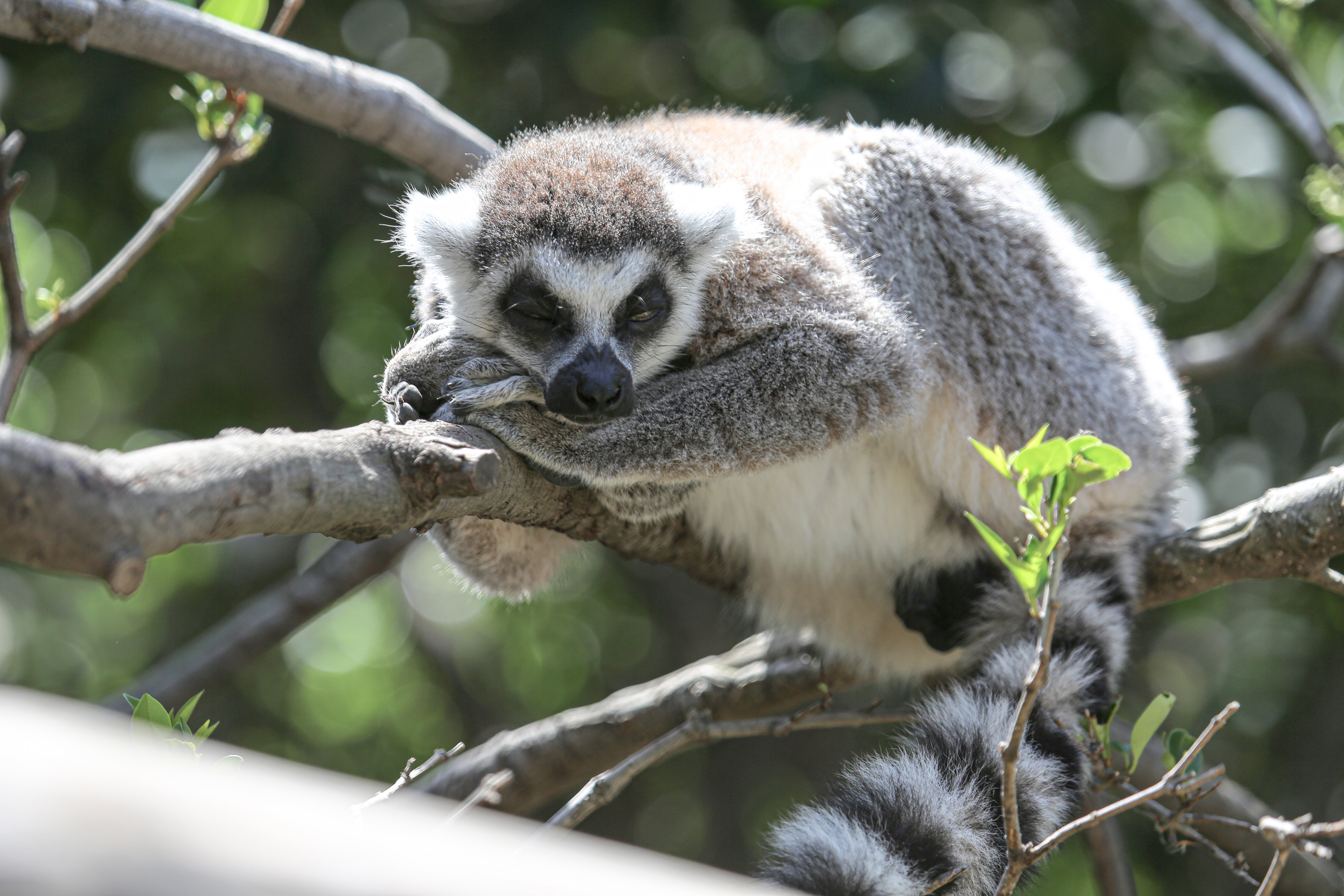 木の上で寝落ちするワオキツネザルの写真素材 ぱくたそ