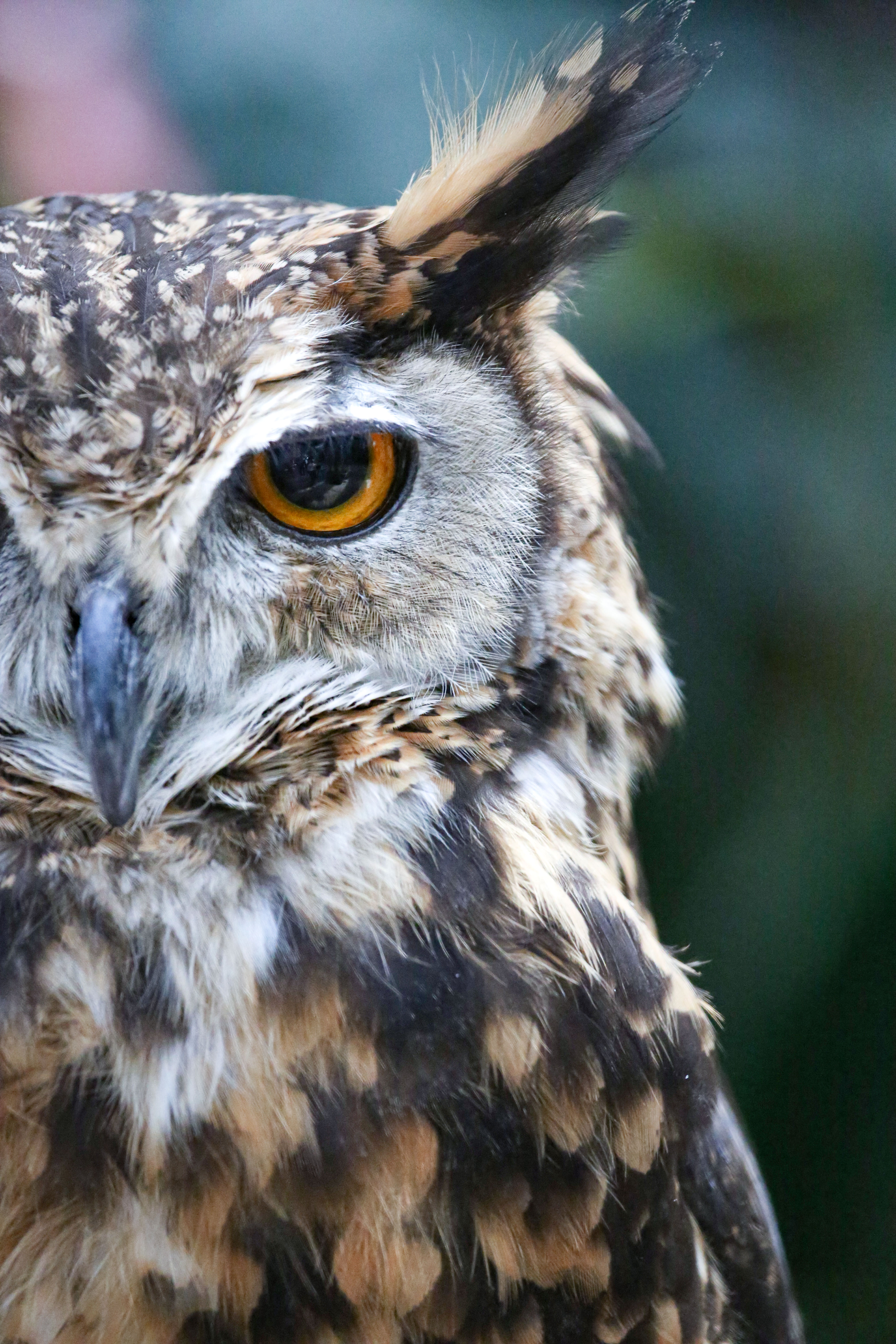 眼光鋭いミミズクの眼差しの写真 画像 フリー素材 ぱくたそ