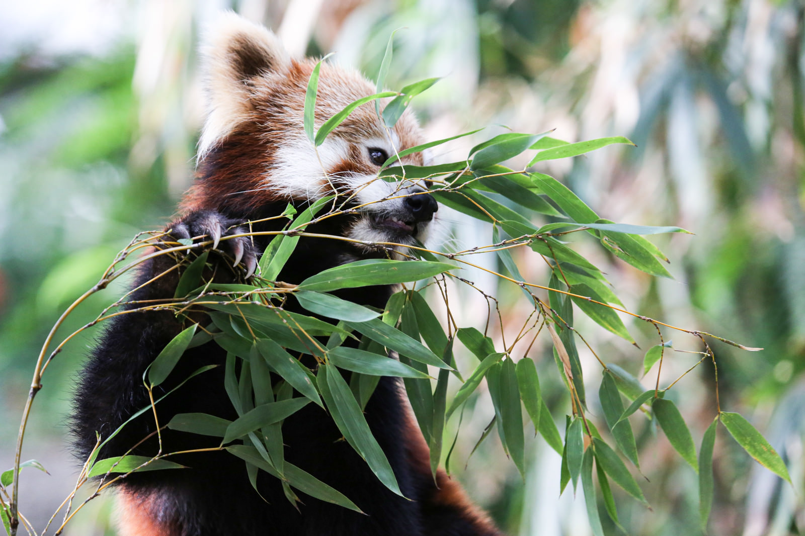 笹を食うレッサーパンダの写真 画像 フリー素材 ぱくたそ