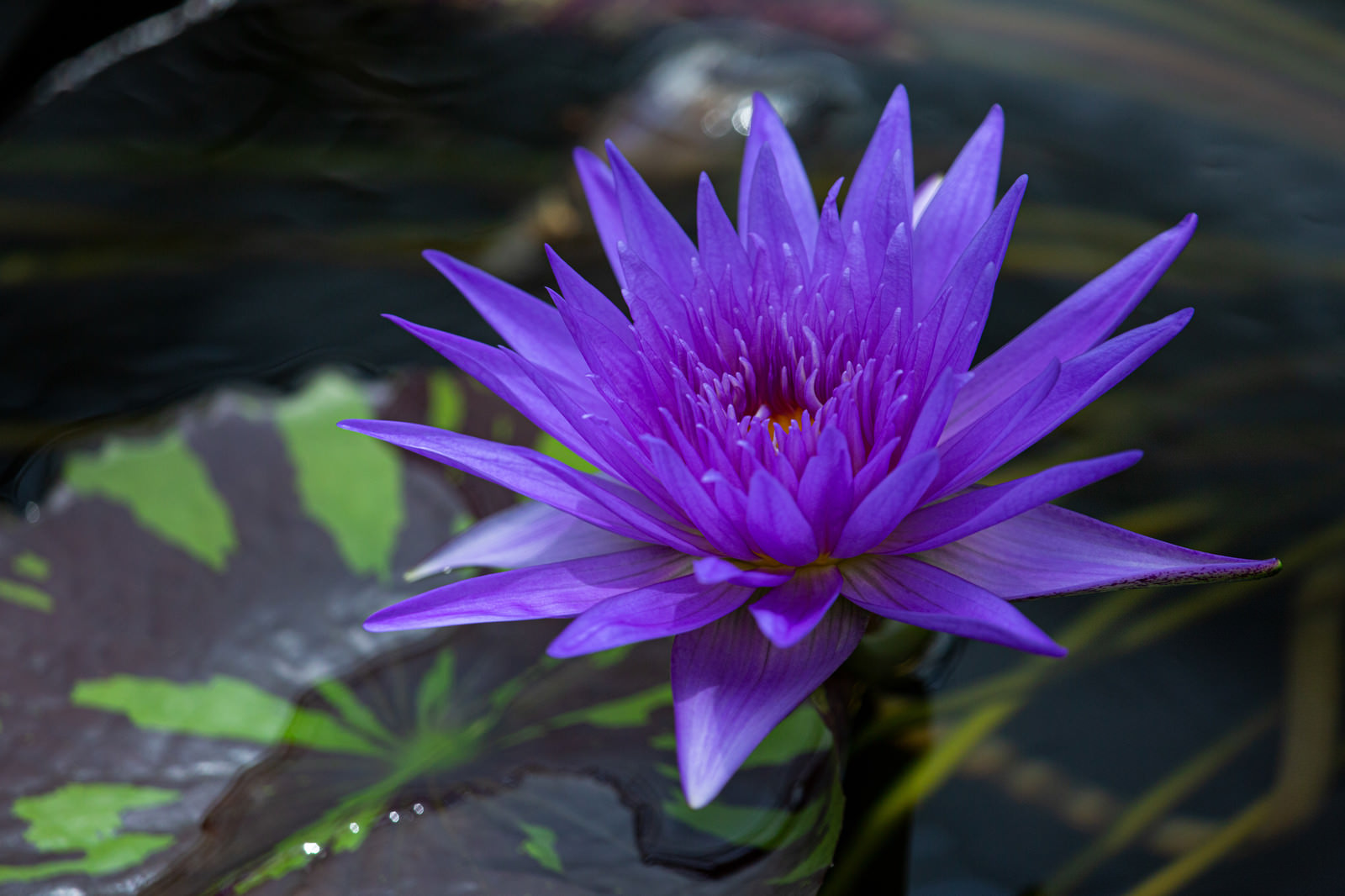 「水面に咲く紫色の睡蓮［アナベル］」の写真