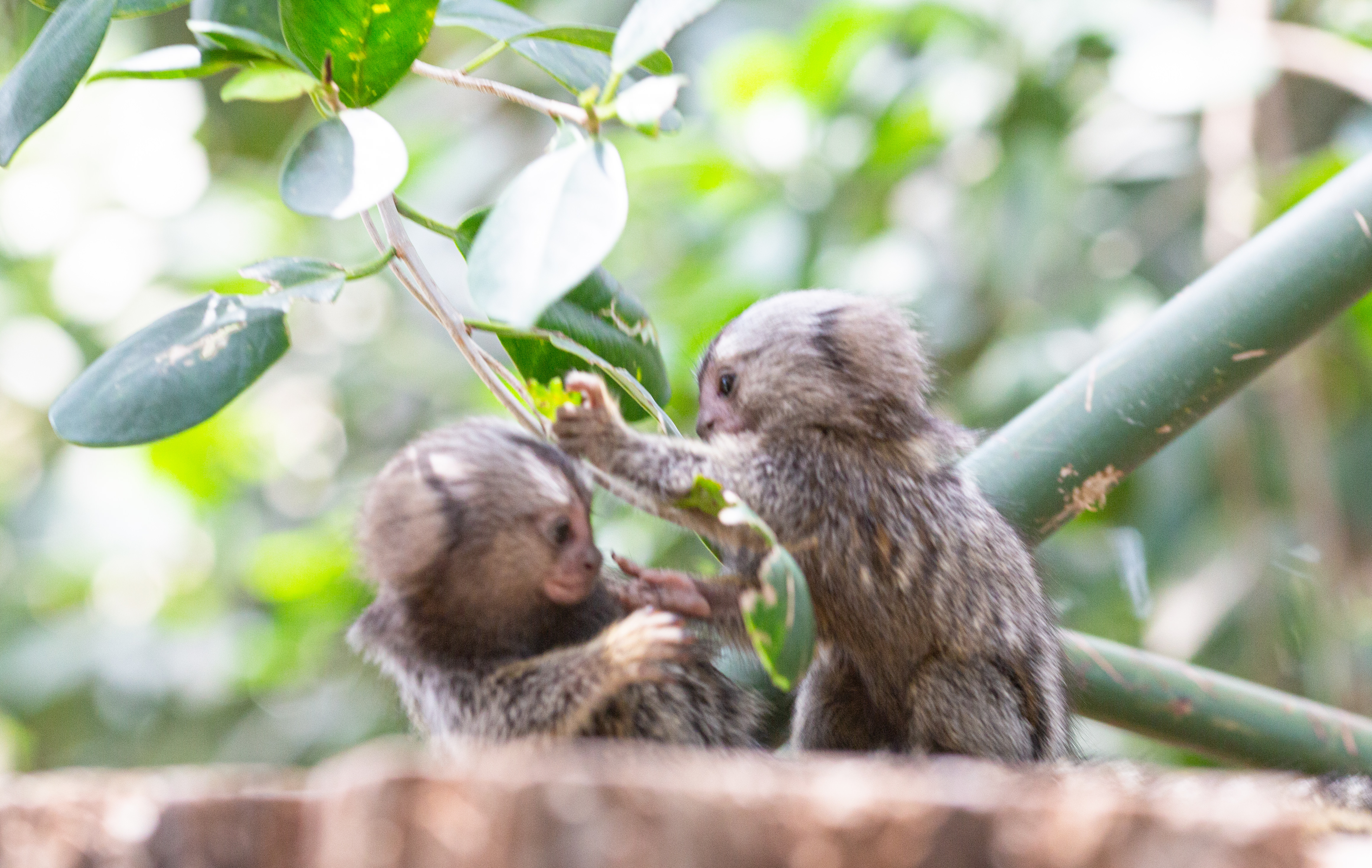 戯れるコモンマーモセットの子供の写真を無料ダウンロード フリー素材 ぱくたそ