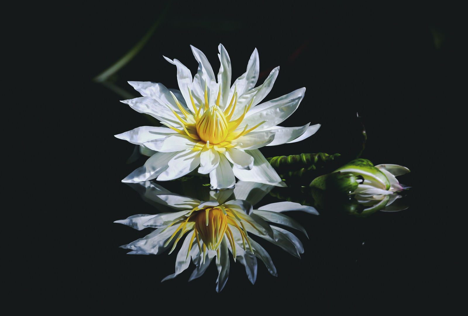 水面にリフレクションする花の写真素材 ぱくたそ