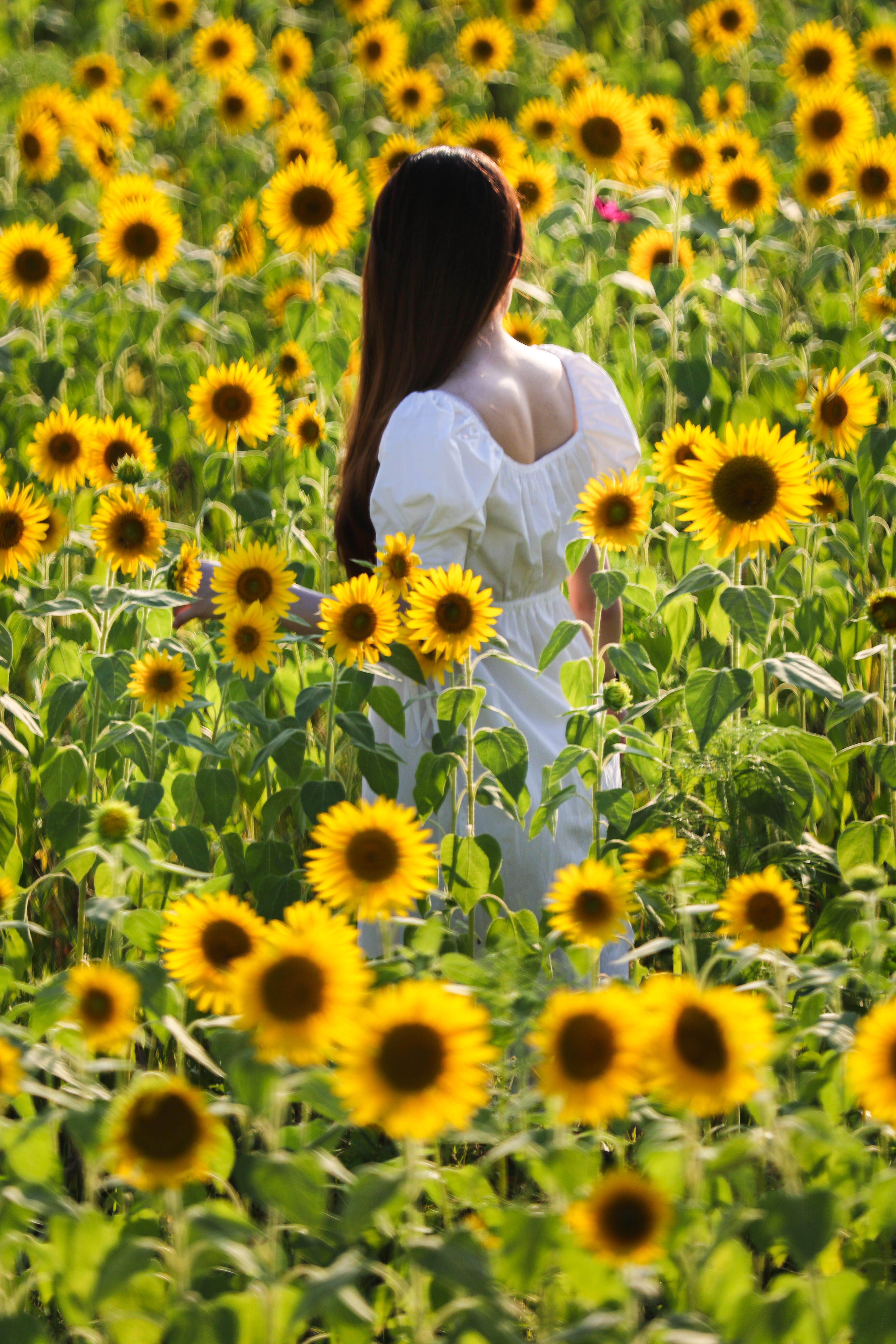 向日葵畑に立つ女性の写真素材 ぱくたそ