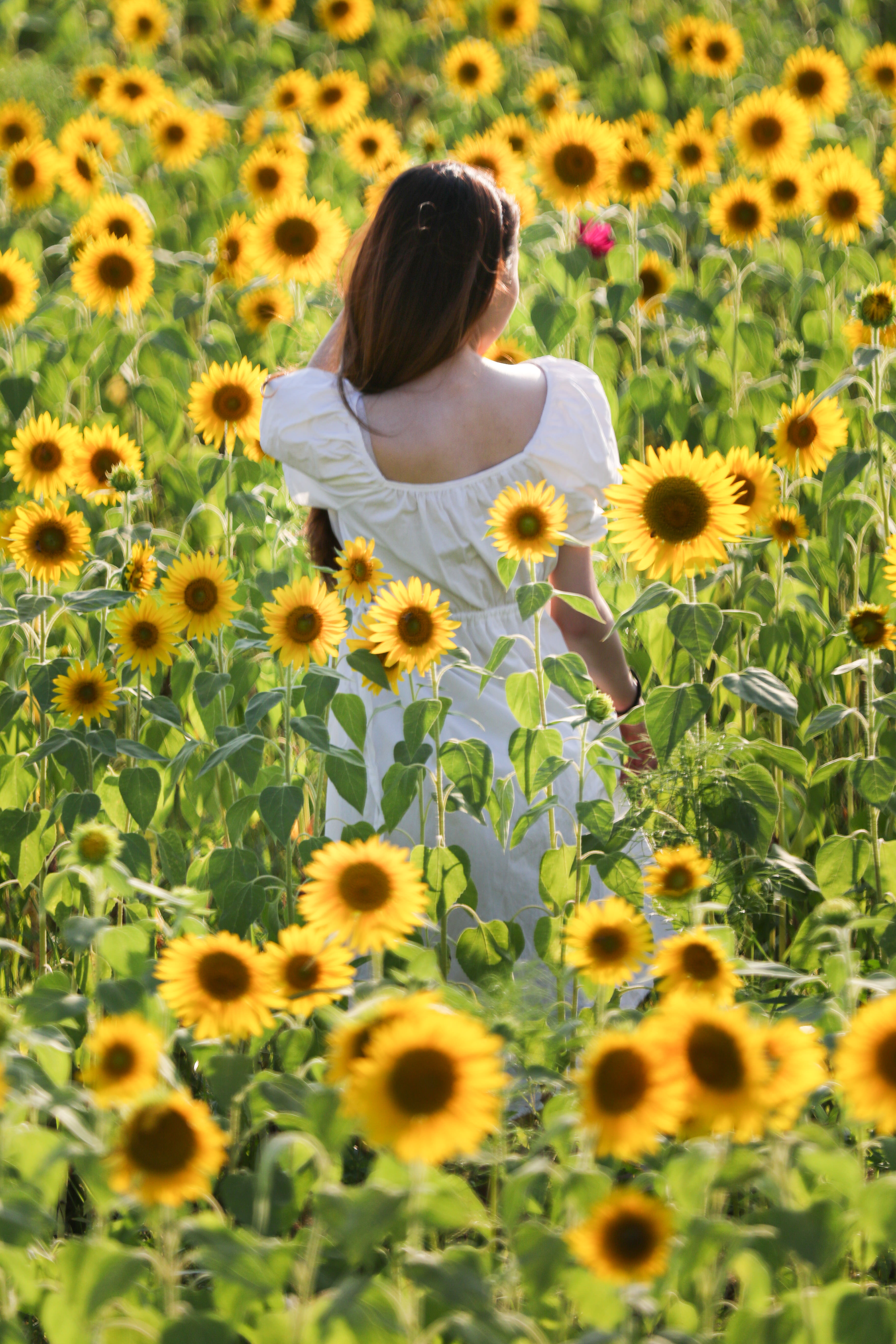 夏の向日葵畑に立つ女性の後ろ姿の写真素材 ぱくたそ