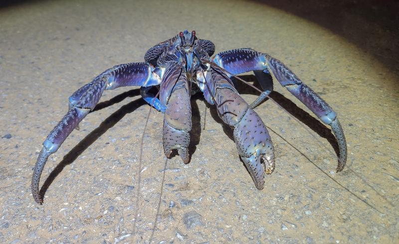宮古島のどでかいヤシガニ - ぱくたそ