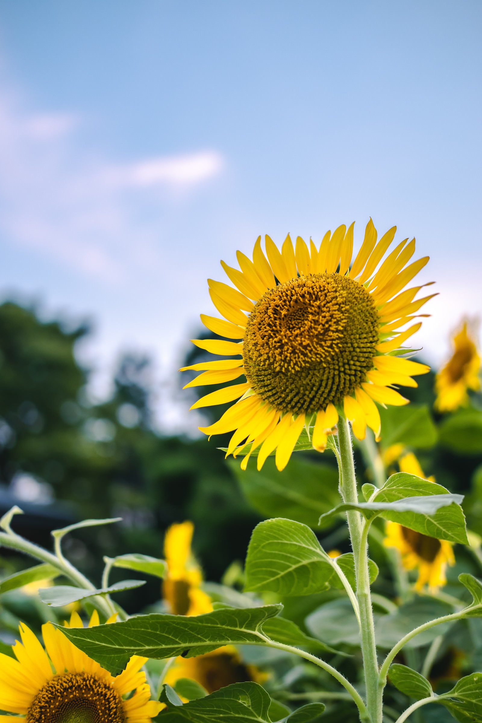 向日葵 Amazon | サカタのタネ 実咲花6735 ひまわり かがやき 00906735 | 花