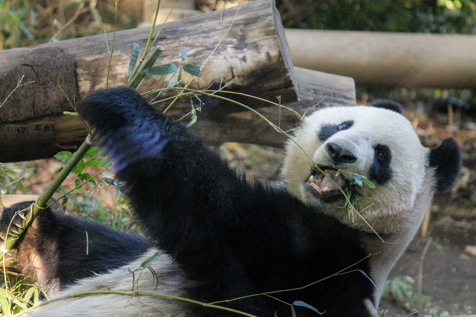 上野動物園開園記念日の混雑情報を紹介 記念日の日にちはいつ 片ロースお役立ち発信局