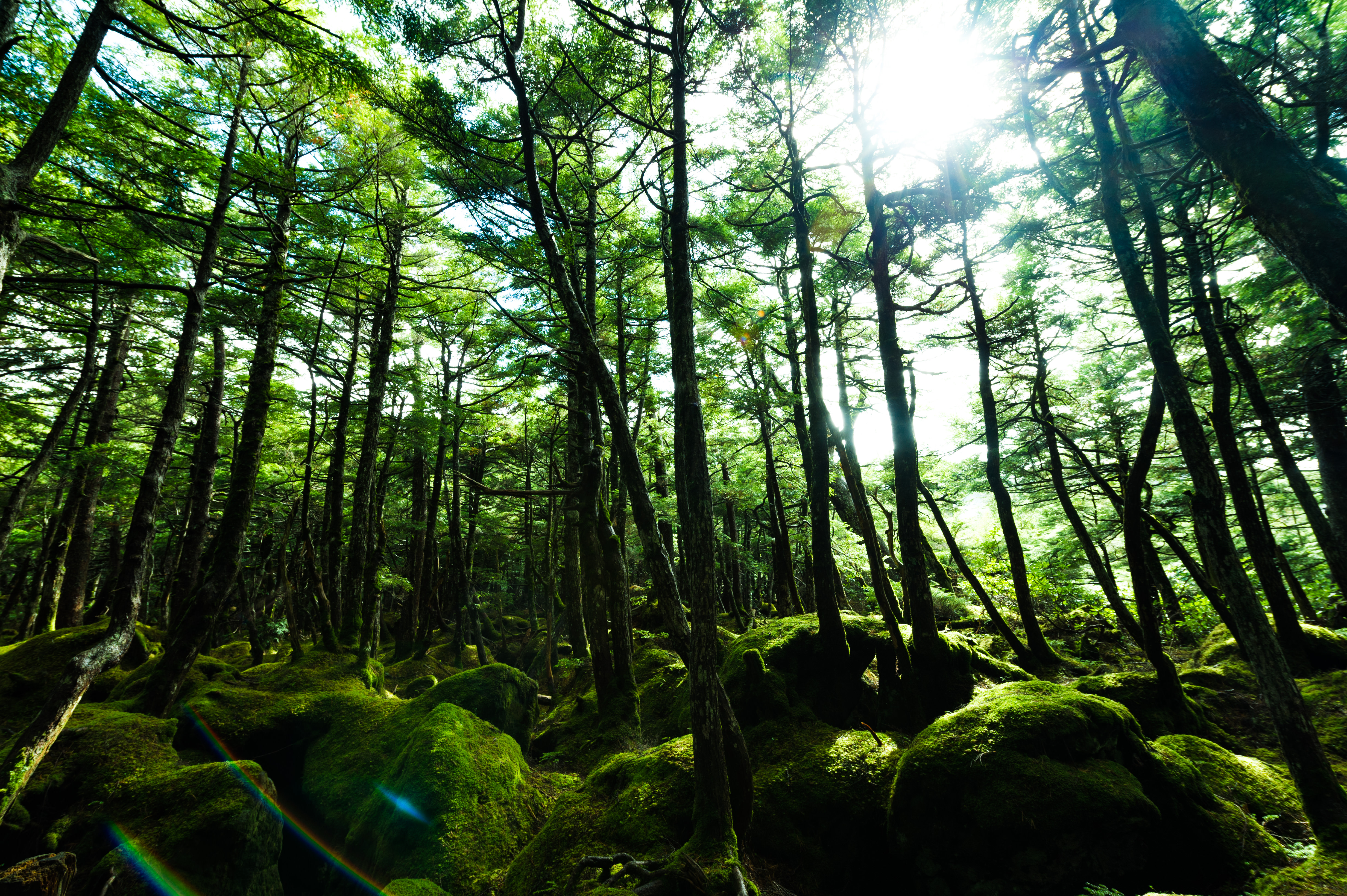 原生林に囲まれた苔の森 白駒 の写真素材 ぱくたそ