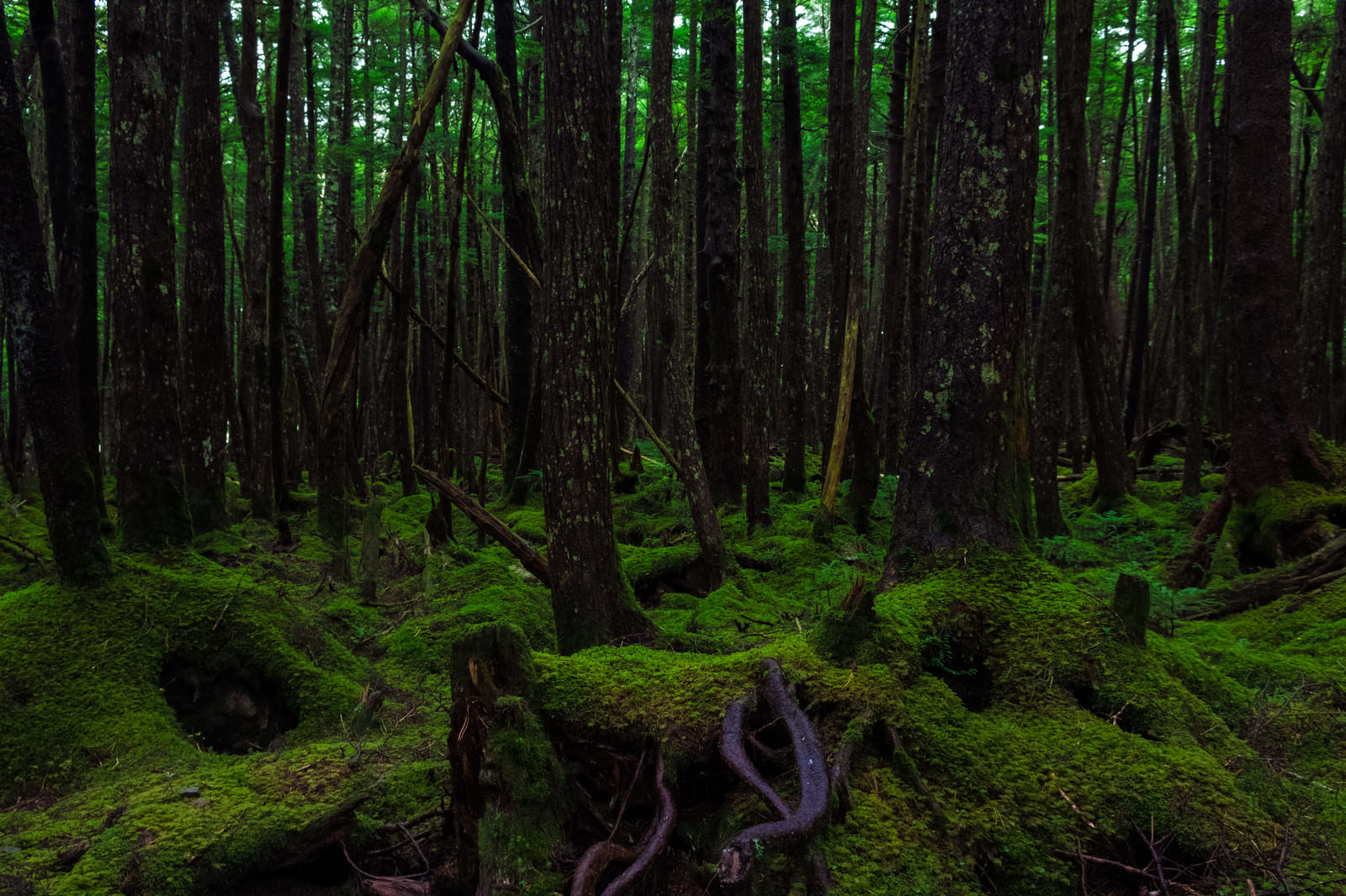 「白駒（しらこま）の原生林白駒（しらこま）の原生林」のフリー写真素材を拡大