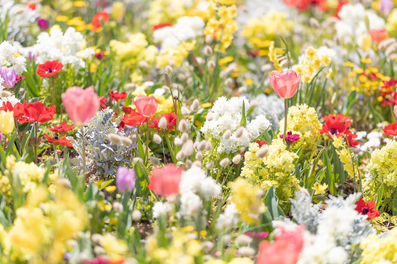 チューリップなどが咲く花壇の写真 画像 フリー素材 ぱくたそ