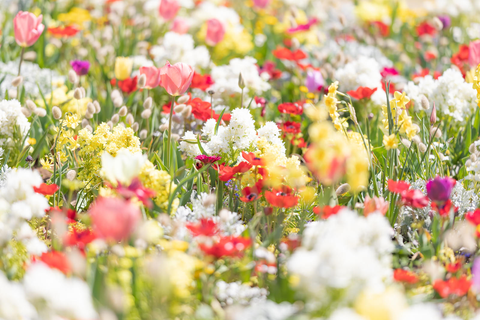 春色のお花の写真 画像 フリー素材 ぱくたそ