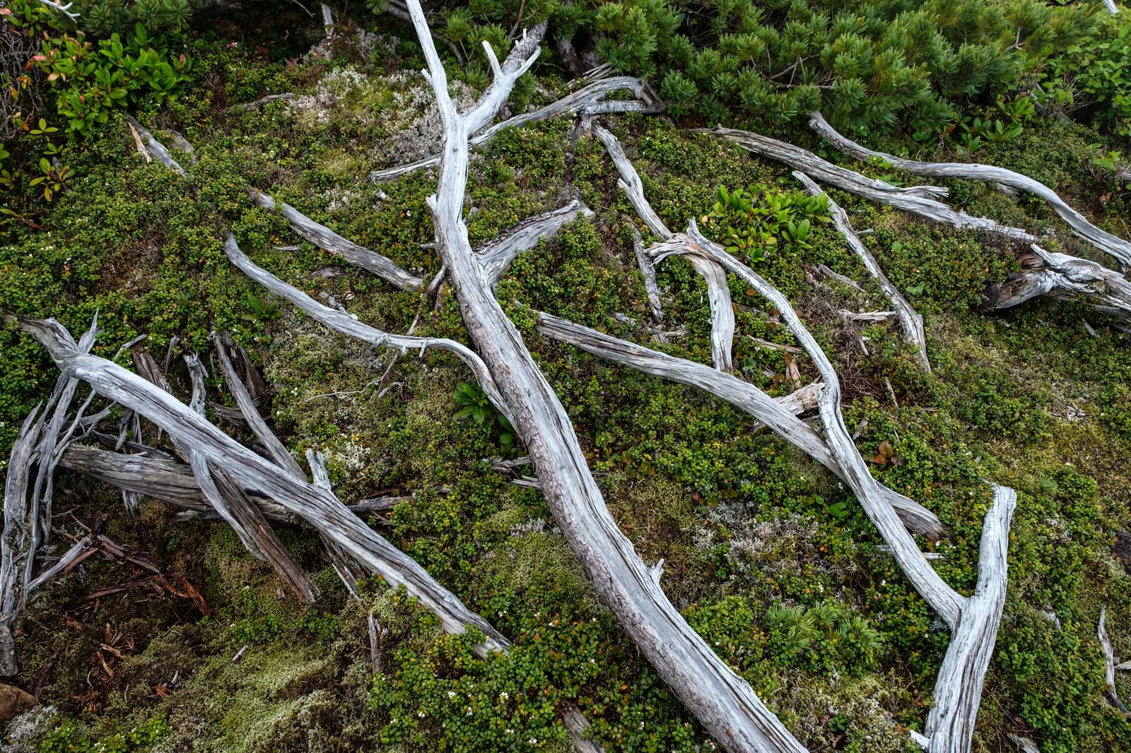 乗鞍新登山道の倒木の写真 画像 フリー素材 ぱくたそ