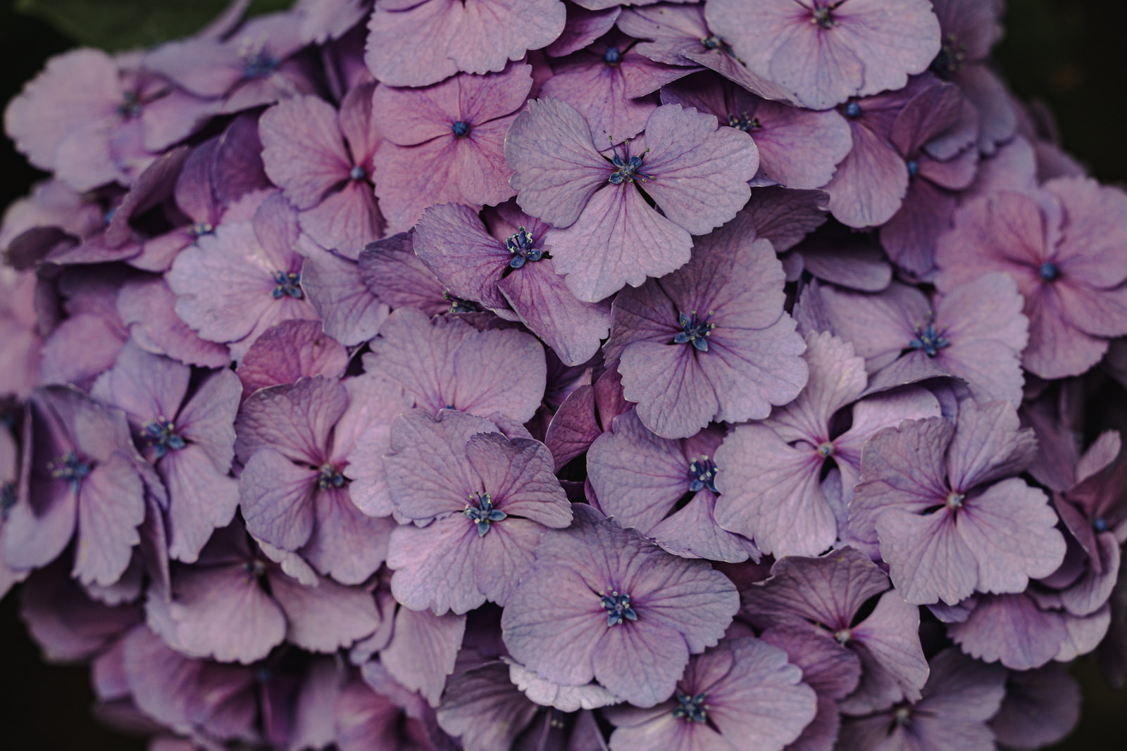 「薄紫の紫陽花」の写真