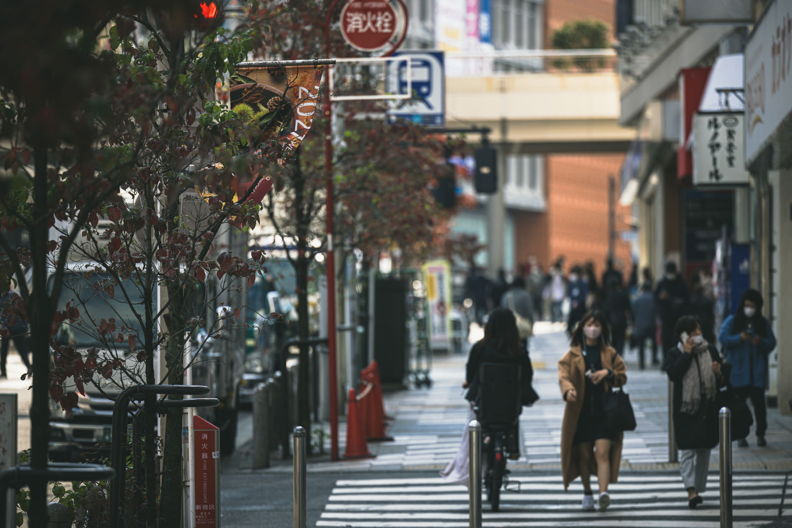 「新宿歩道沿いの街路樹 | フリー素材のぱくたそ」の写真