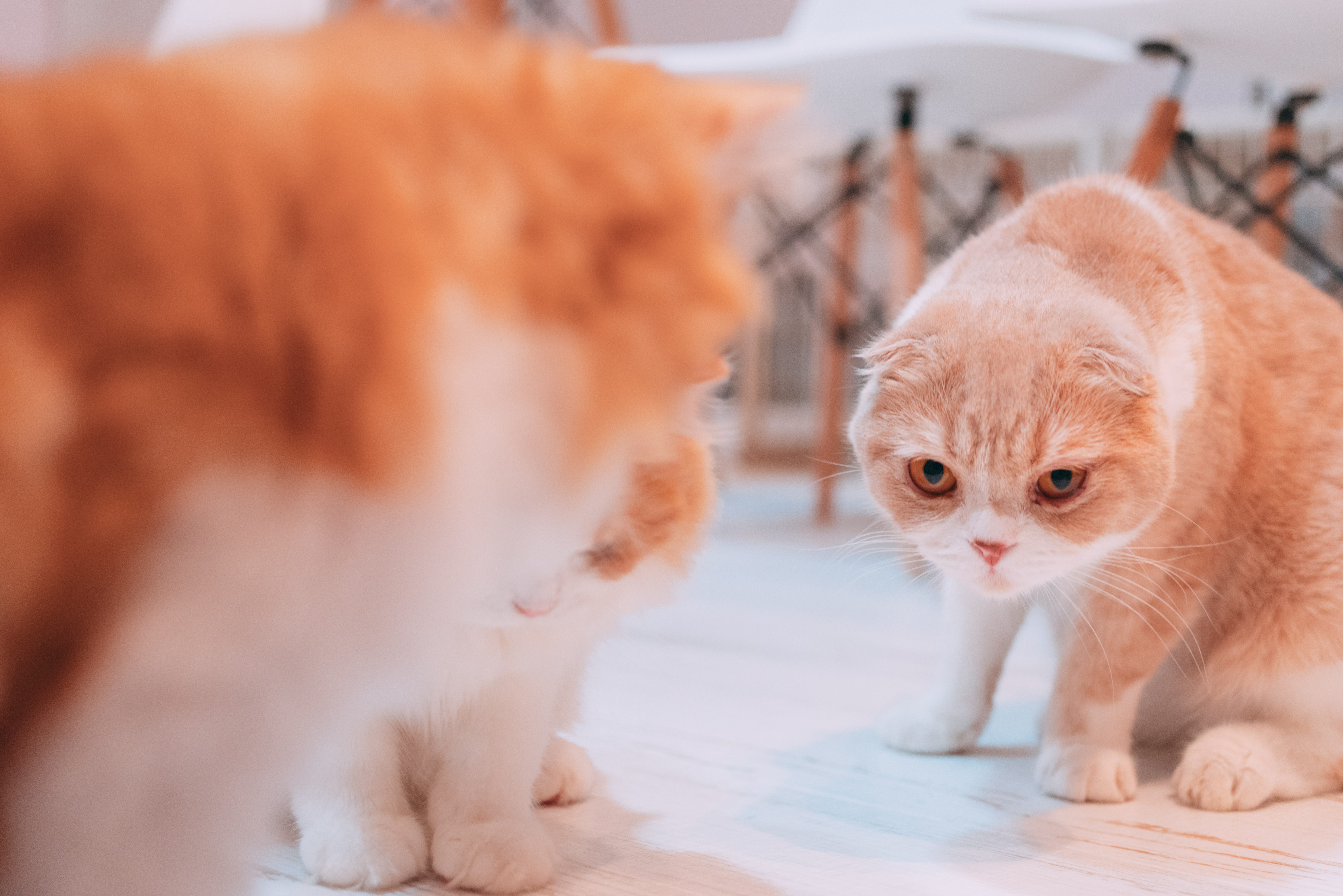 睨みを利かせる猫 スコティッシュフォールド の無料の写真素材 フリー素材 をダウンロード ぱくたそ 睨みを利かせる猫 スコティッシュフォールド の無料の写真素材 フリー素材 をダウンロード ぱくたそ