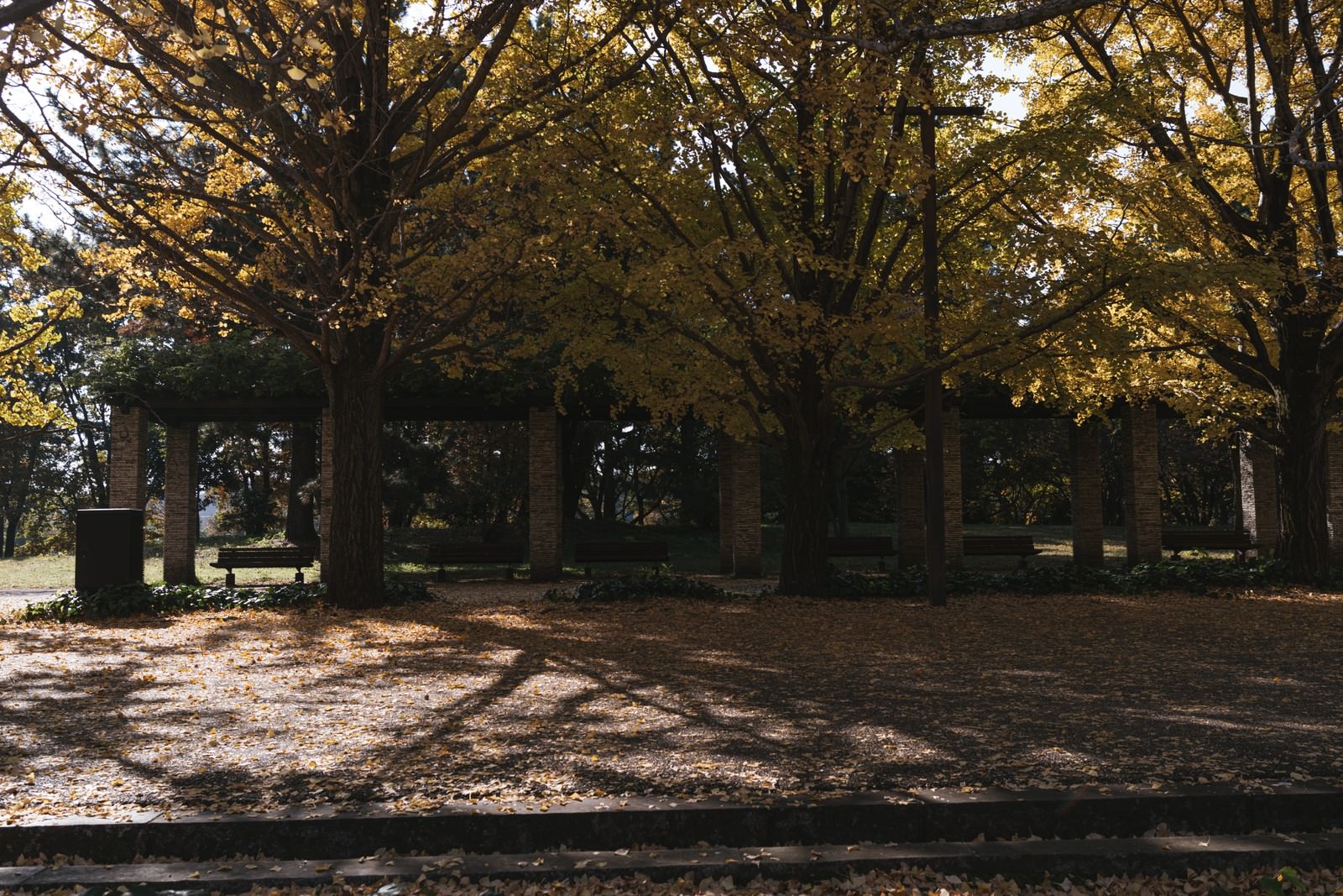 「公園に並ぶベンチと黄葉したイチョウ」の写真