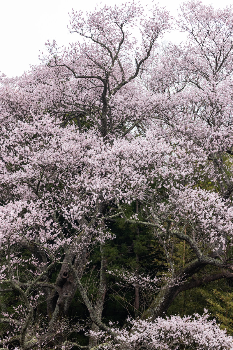 「空に伸びるさくら子授け櫻の枝木 | フリー素材のぱくたそ」の写真