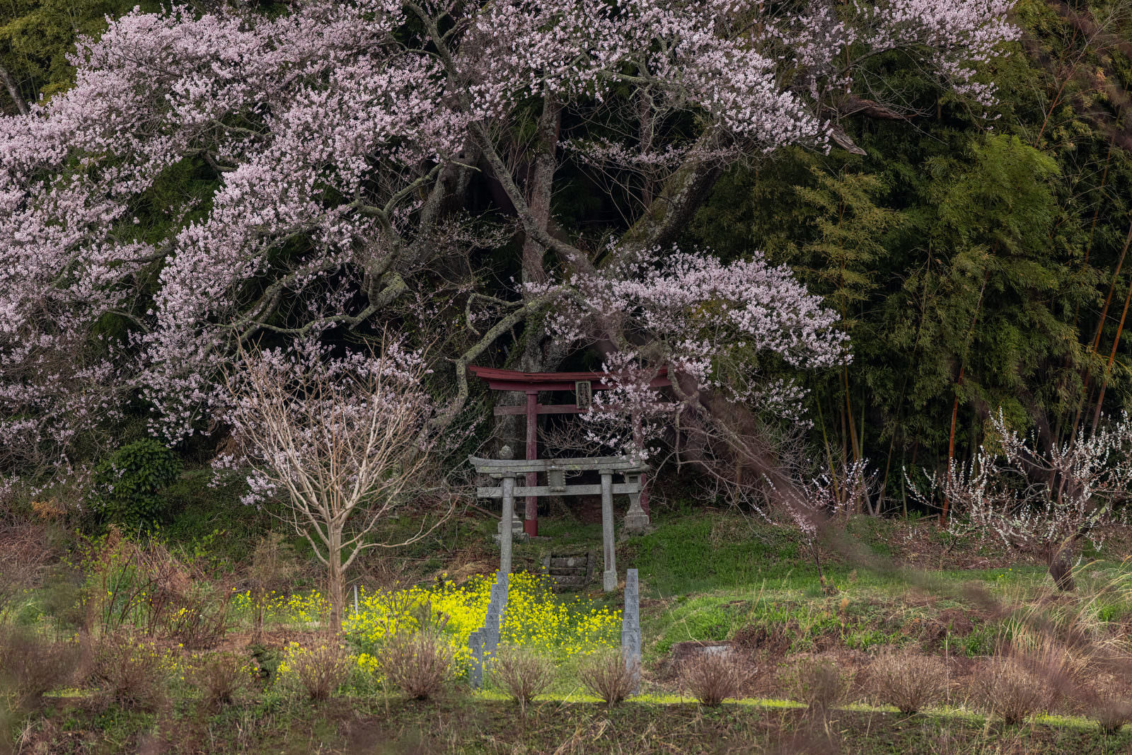 「大和田稲荷神社の鳥居 | フリー素材のぱくたそ」の写真