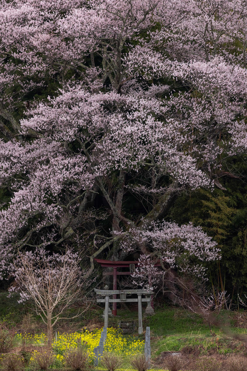 「開花した子授け櫻の遠景 | フリー素材のぱくたそ」の写真