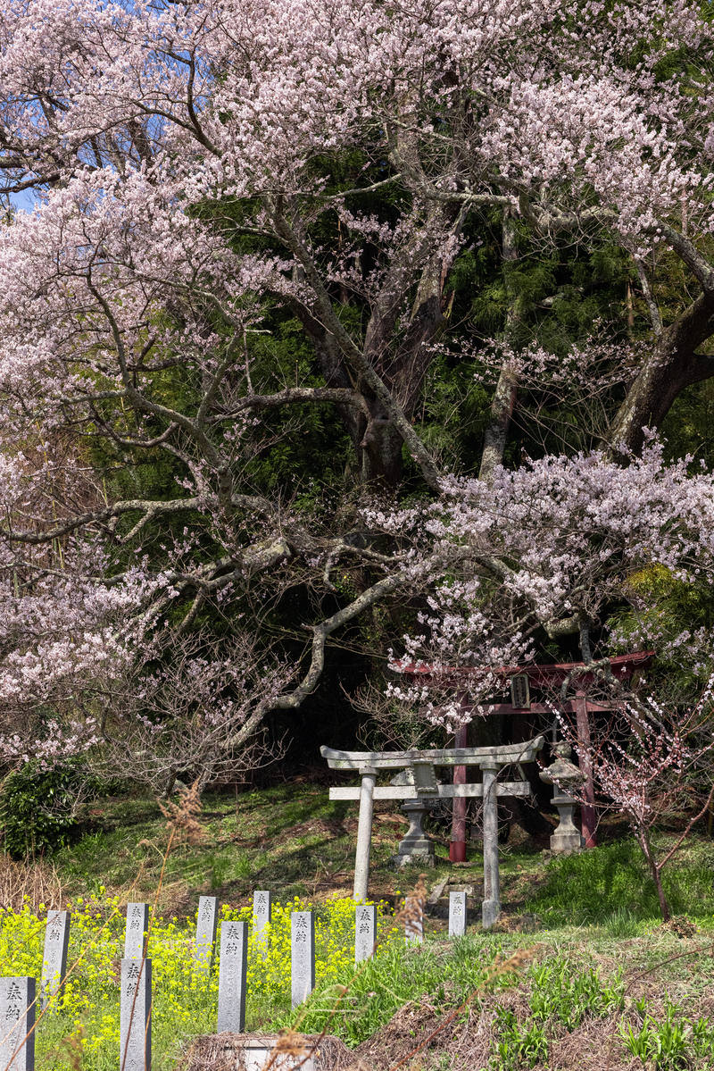 「大和田稲荷神社へ続く石柱（子授け櫻） | フリー素材のぱくたそ」の写真