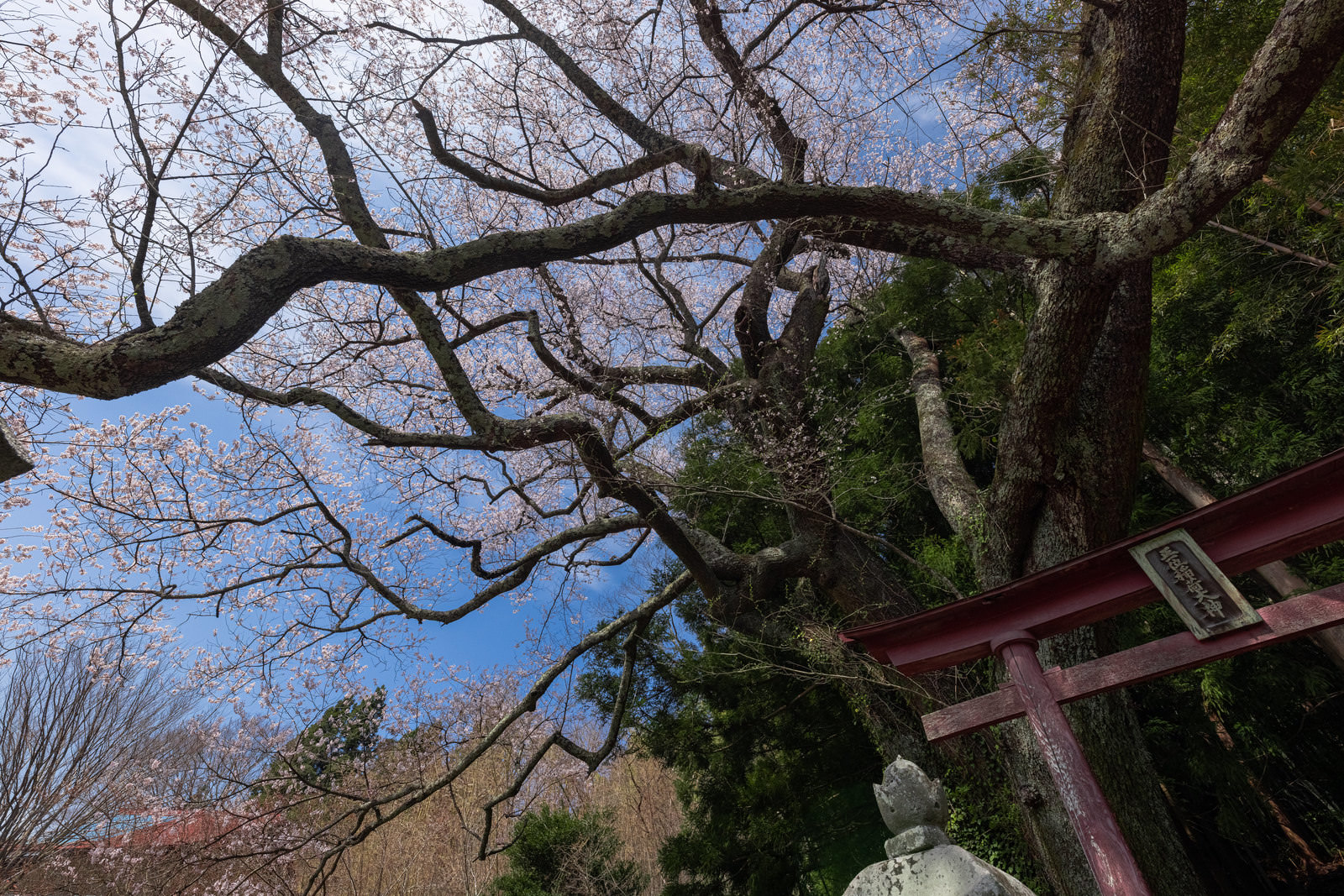 「子授け櫻の枝ぶりと鳥居 | フリー素材のぱくたそ」の写真