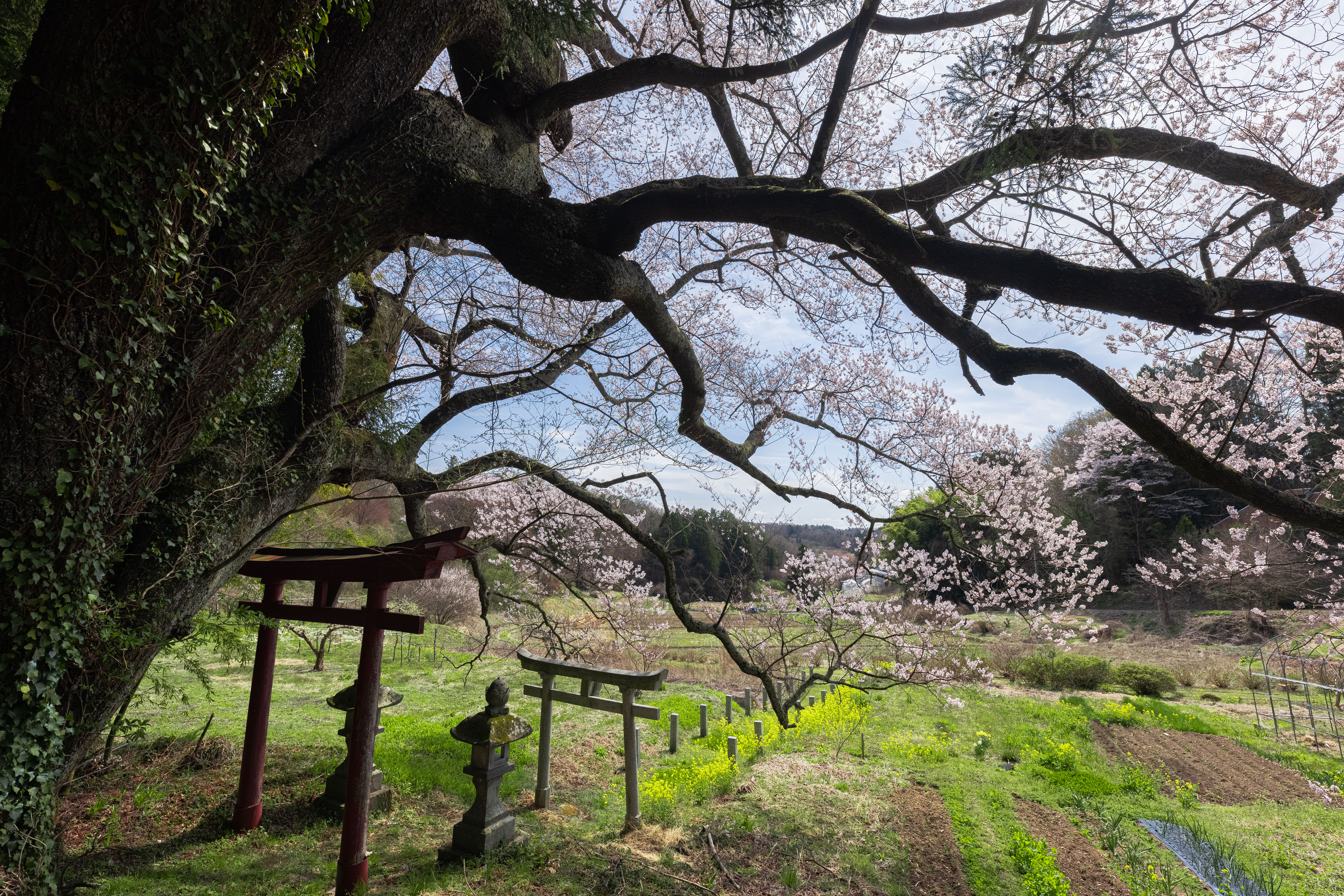 伸びゆく子授け櫻の枝と鳥居の写真素材 ぱくたそ