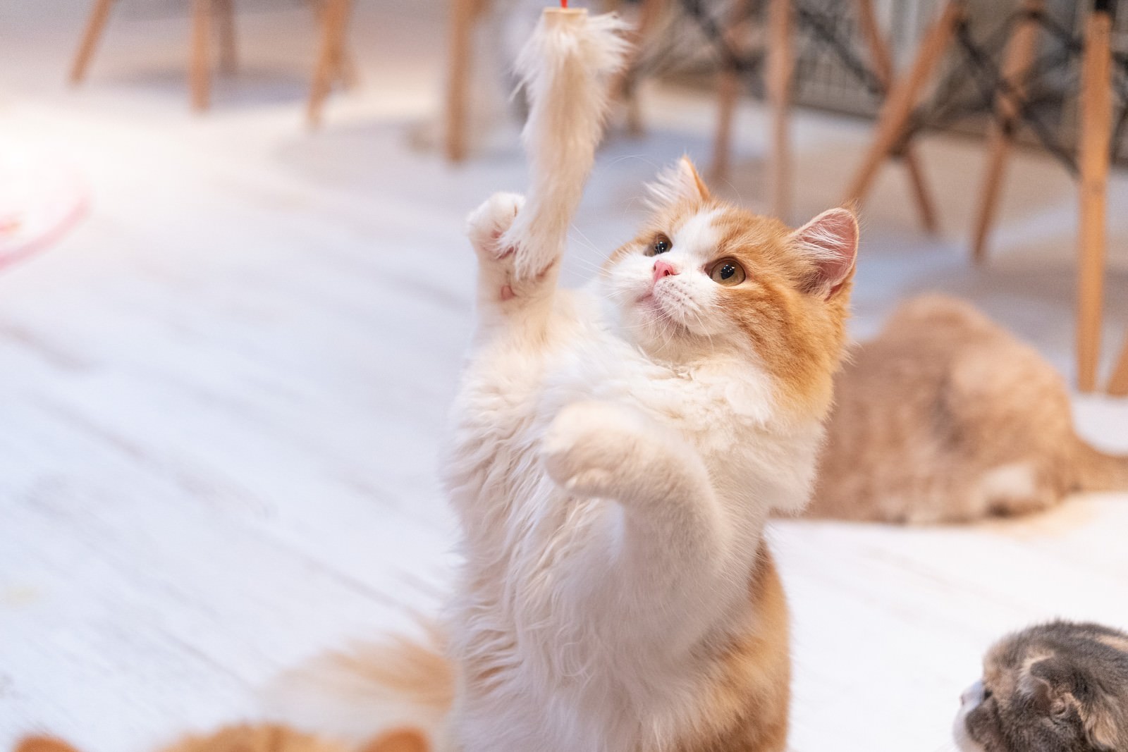 猫じゃらしのおもちゃに夢中猫の写真素材 ぱくたそ
