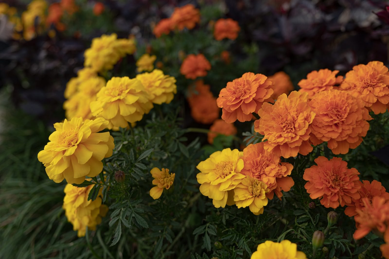 「黄色とオレンジ色のマリーゴールドの花 | フリー素材のぱくたそ」の写真