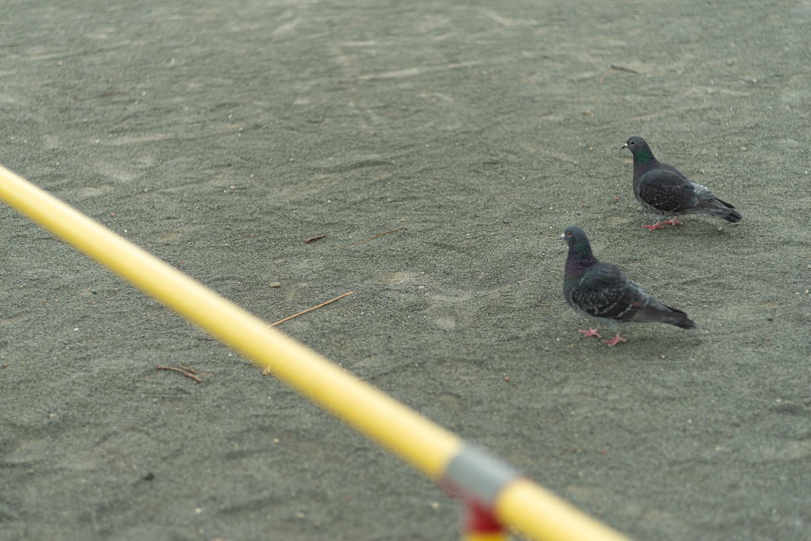 鳥のカテゴリに関連する写真素材 フリー素材 235枚 ぱくたそ 鳥のカテゴリに関連する写真素材 フリー素材 235枚 ぱくたそ