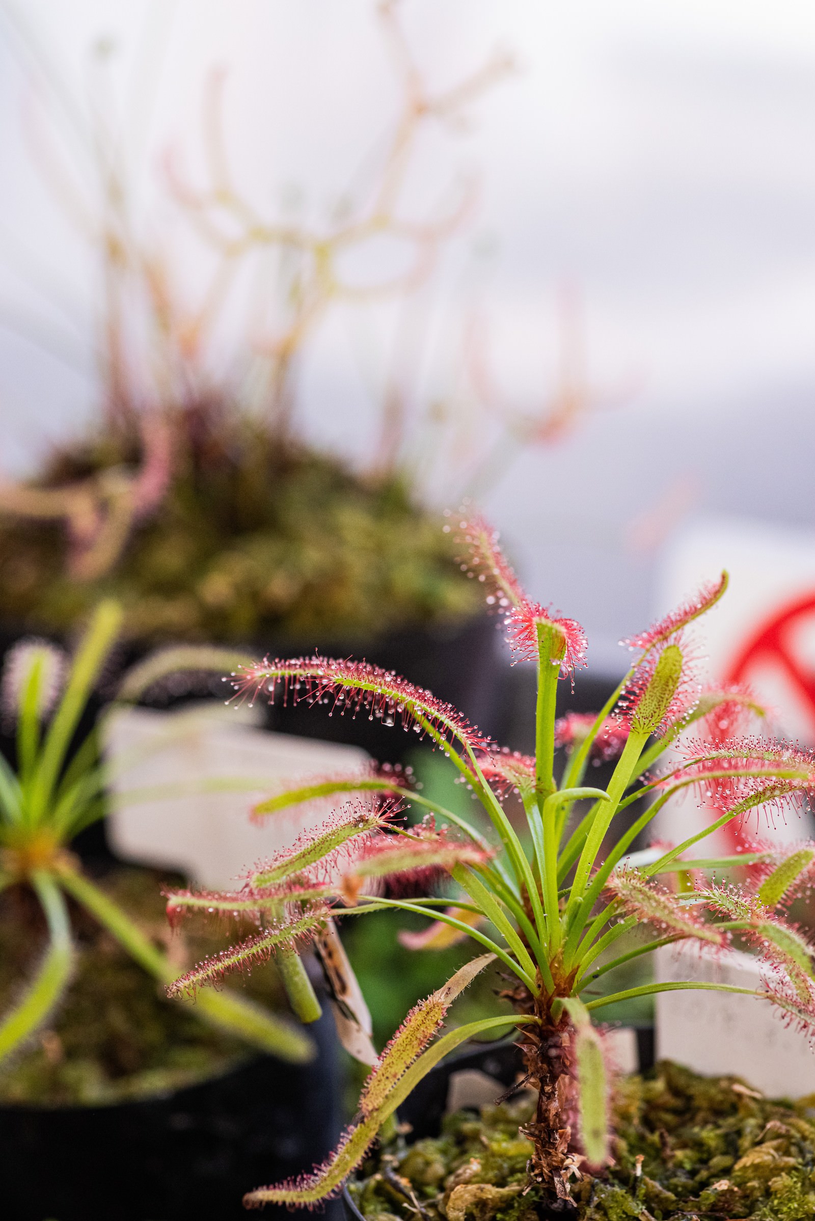 粒の粘膜で虫を誘うドロセラカペンシスの写真素材 ぱくたそ