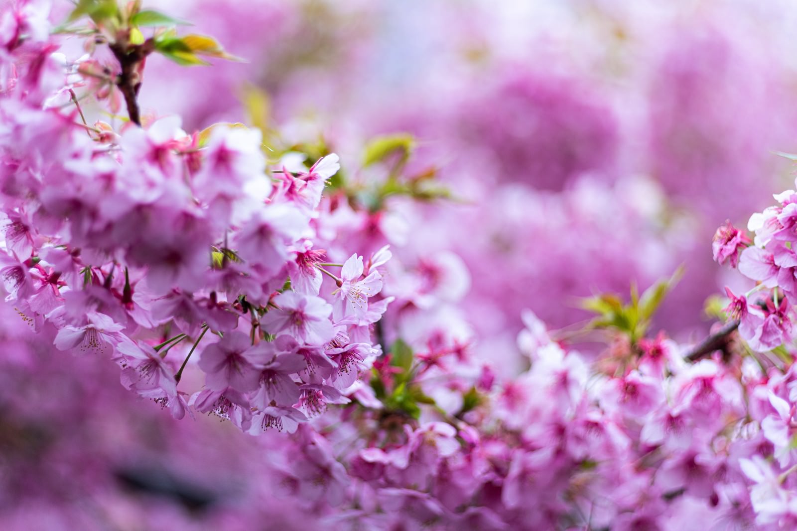 「満開に咲き乱れる桜 | フリー素材のぱくたそ」の写真