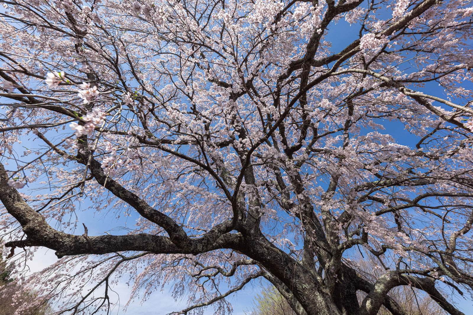 青空に伸びる満開の一本桜 五斗蒔田桜 の写真素材 ぱくたそ